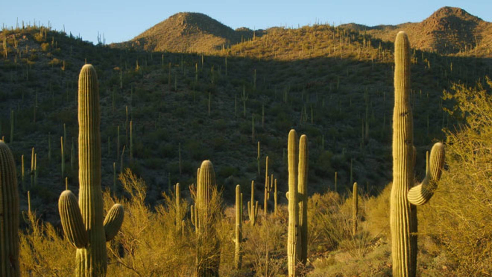 Saguaro National Park Wallpapers