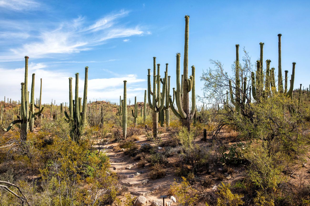 Saguaro National Park Wallpapers