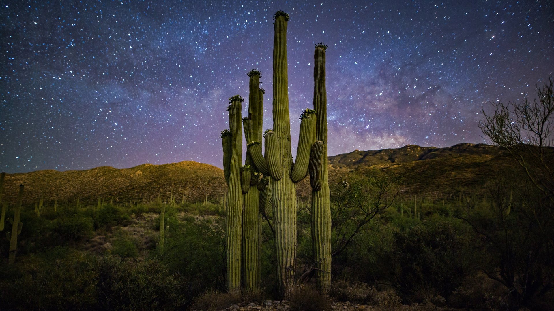 Saguaro National Park Wallpapers