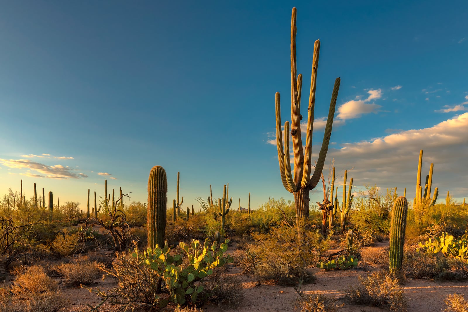 Saguaro National Park Wallpapers