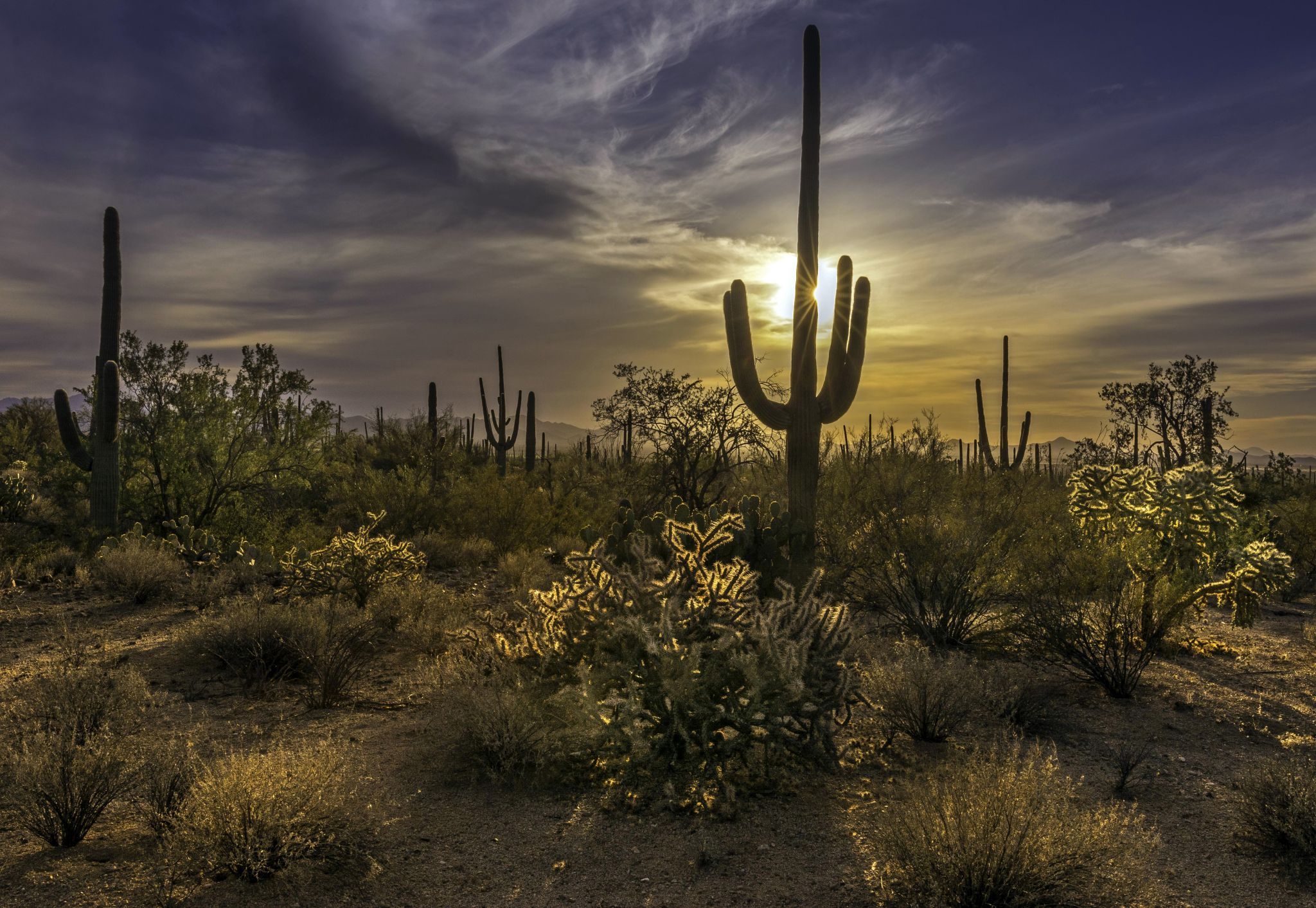 Saguaro National Park Wallpapers