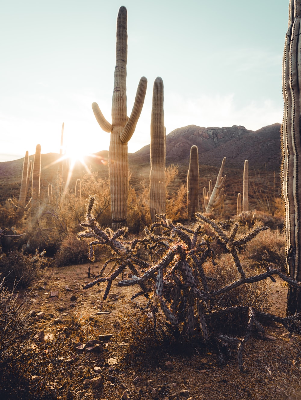 Saguaro National Park Wallpapers