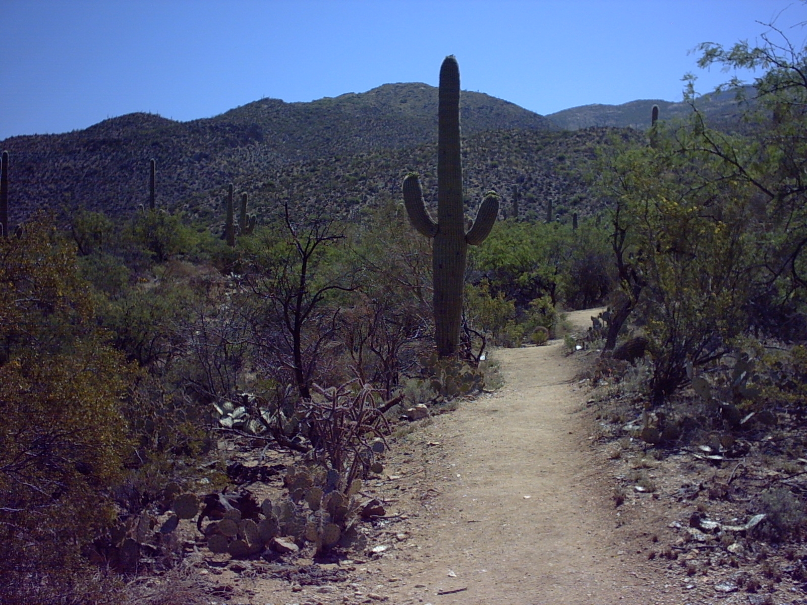 Saguaro National Park Wallpapers