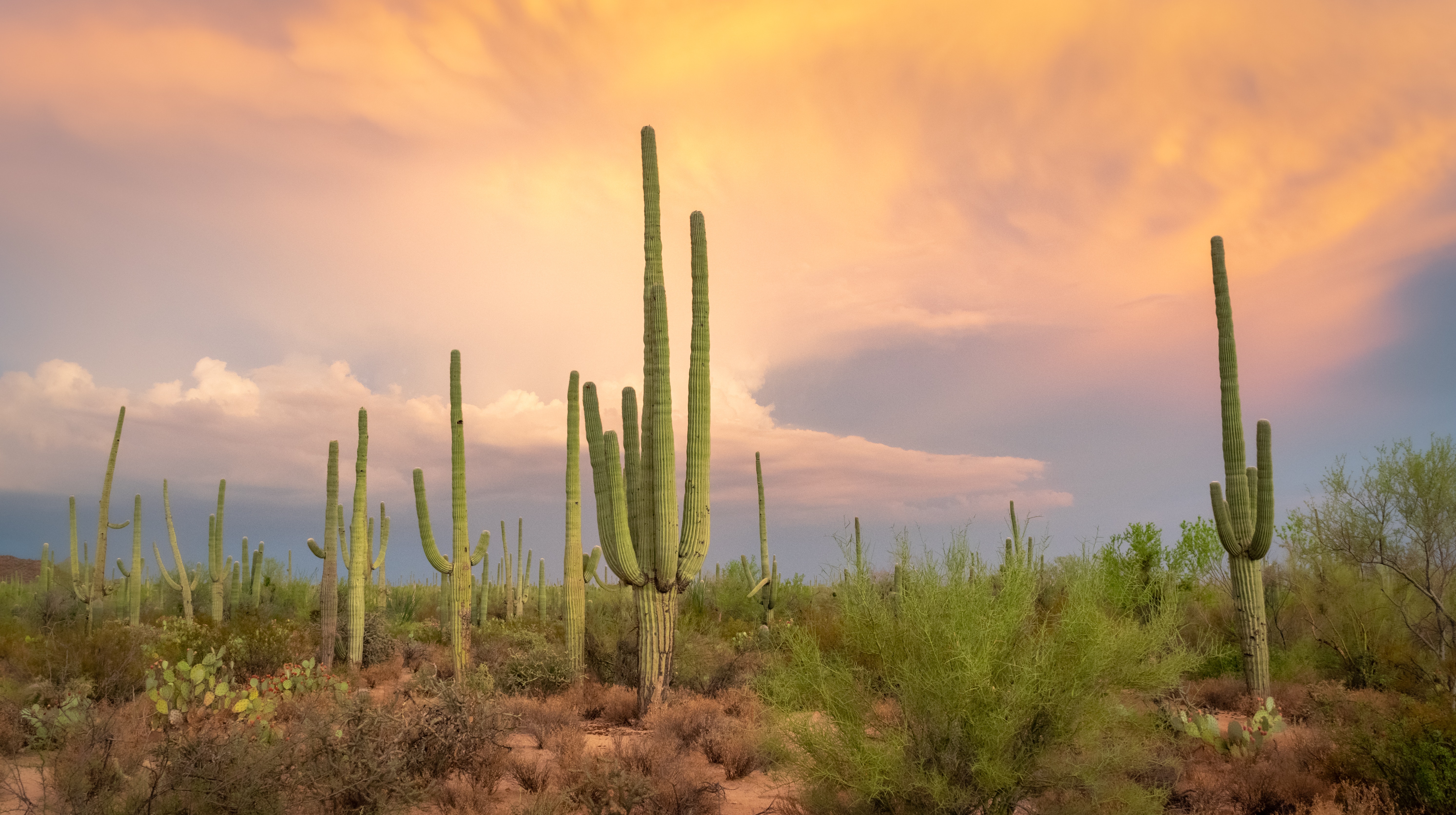 Saguaro National Park Wallpapers