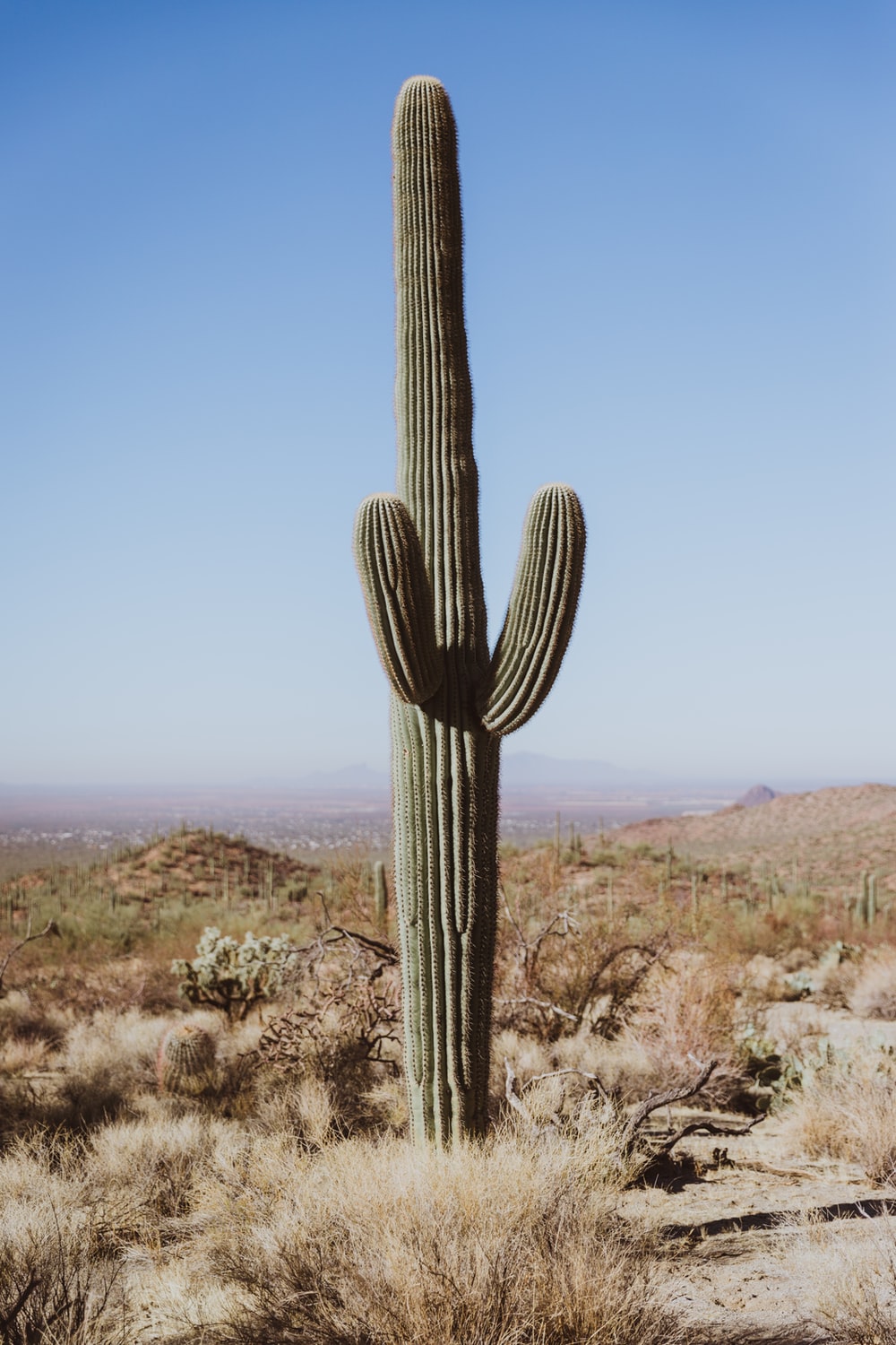 Saguaro National Park Wallpapers