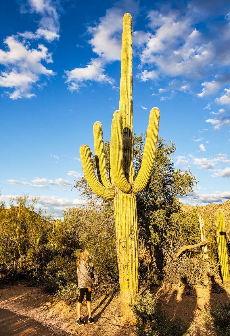 Saguaro National Park Wallpapers