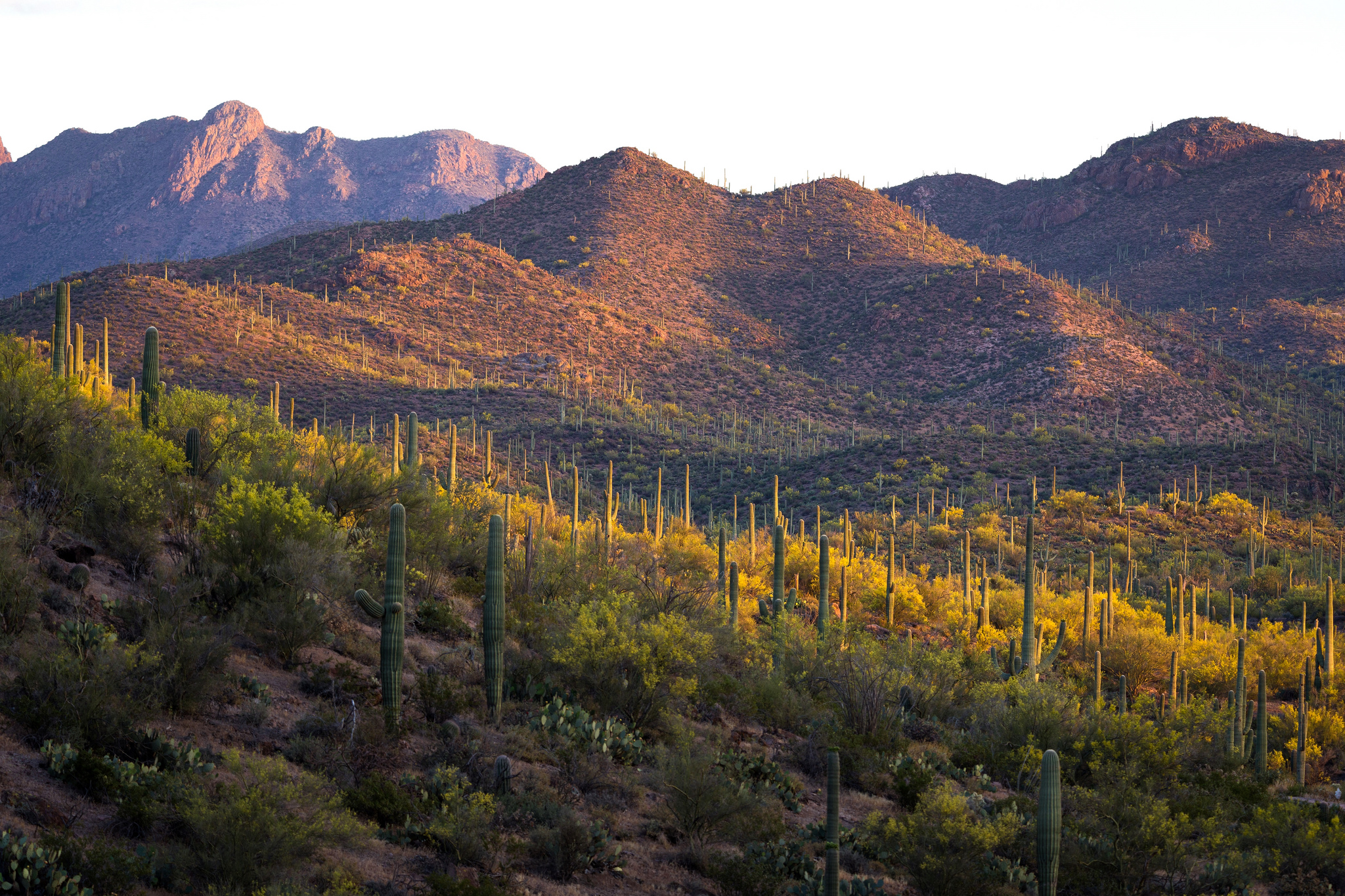 Saguaro National Park Wallpapers