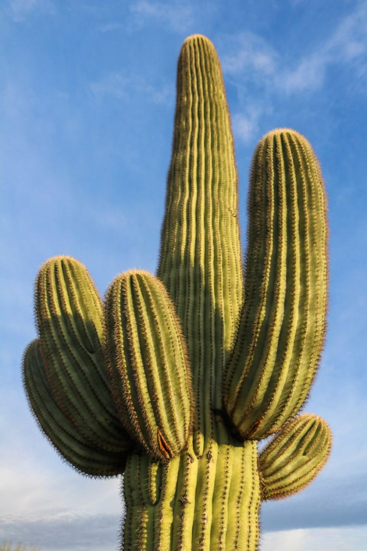 Saguaro National Park Wallpapers