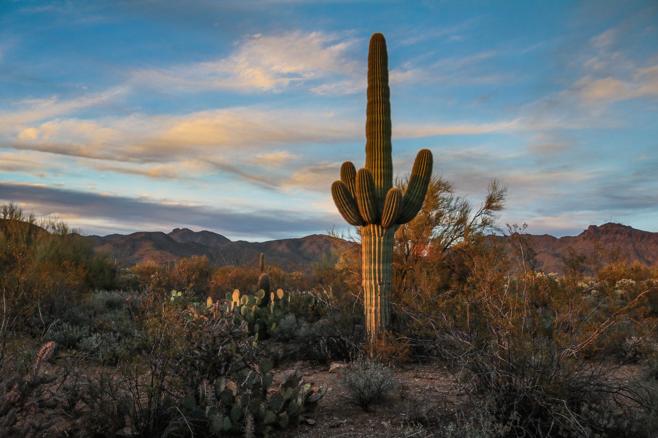 Saguaro National Park Wallpapers