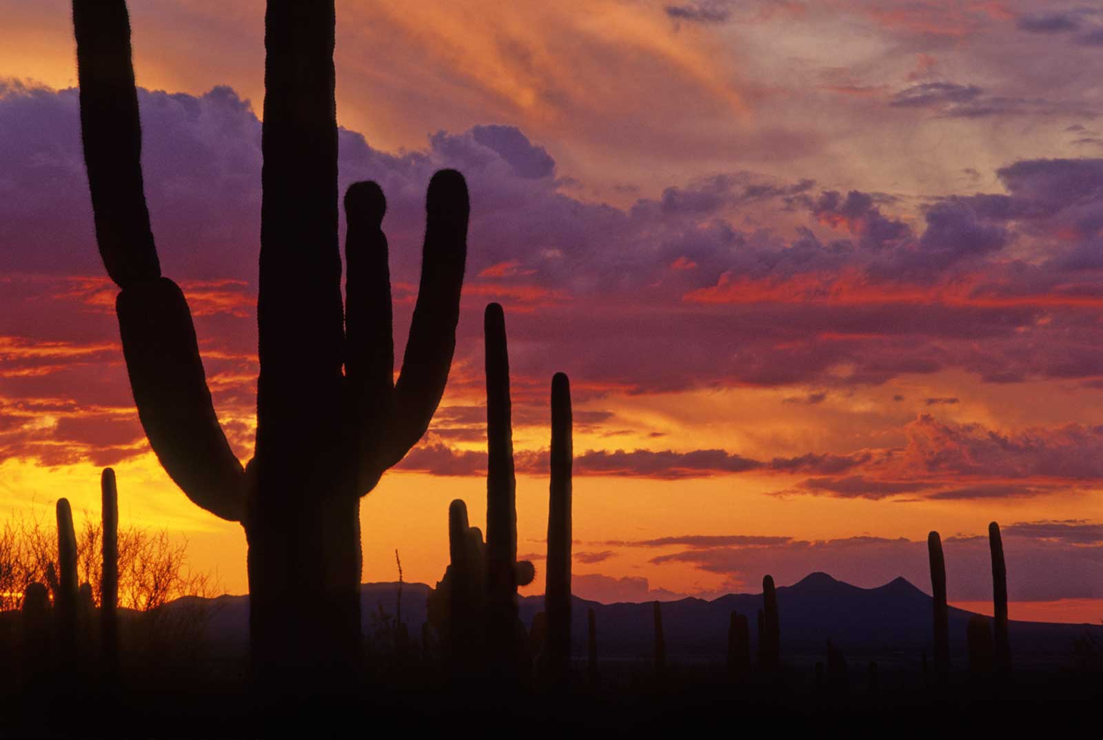 Saguaro National Park Wallpapers