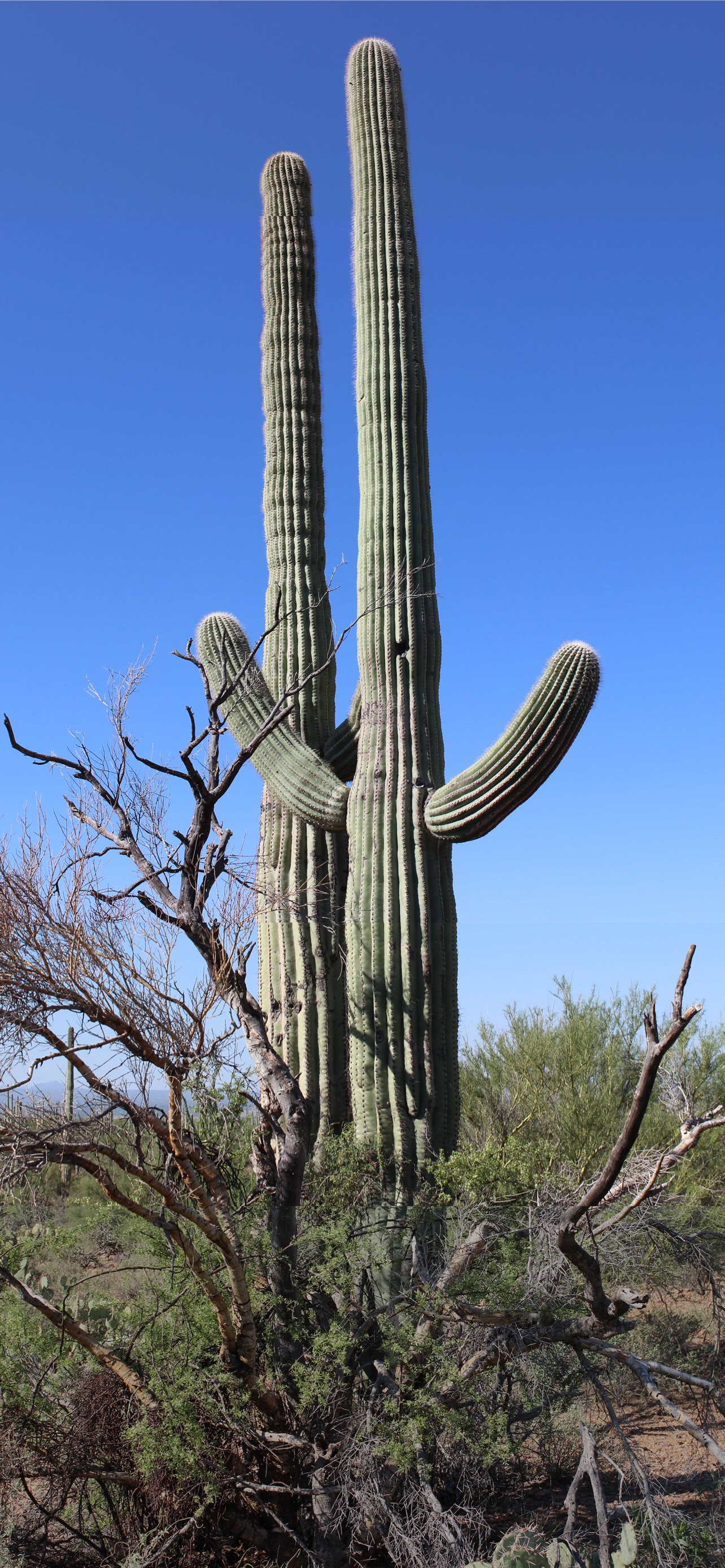 Saguaro National Park Wallpapers