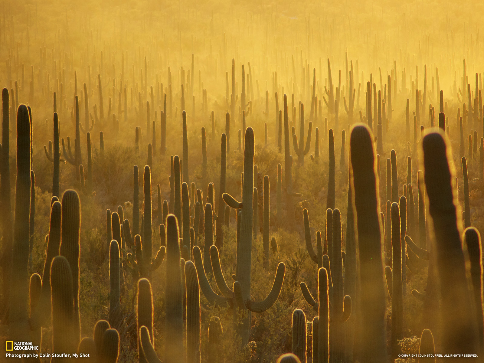 Saguaro National Park Wallpapers