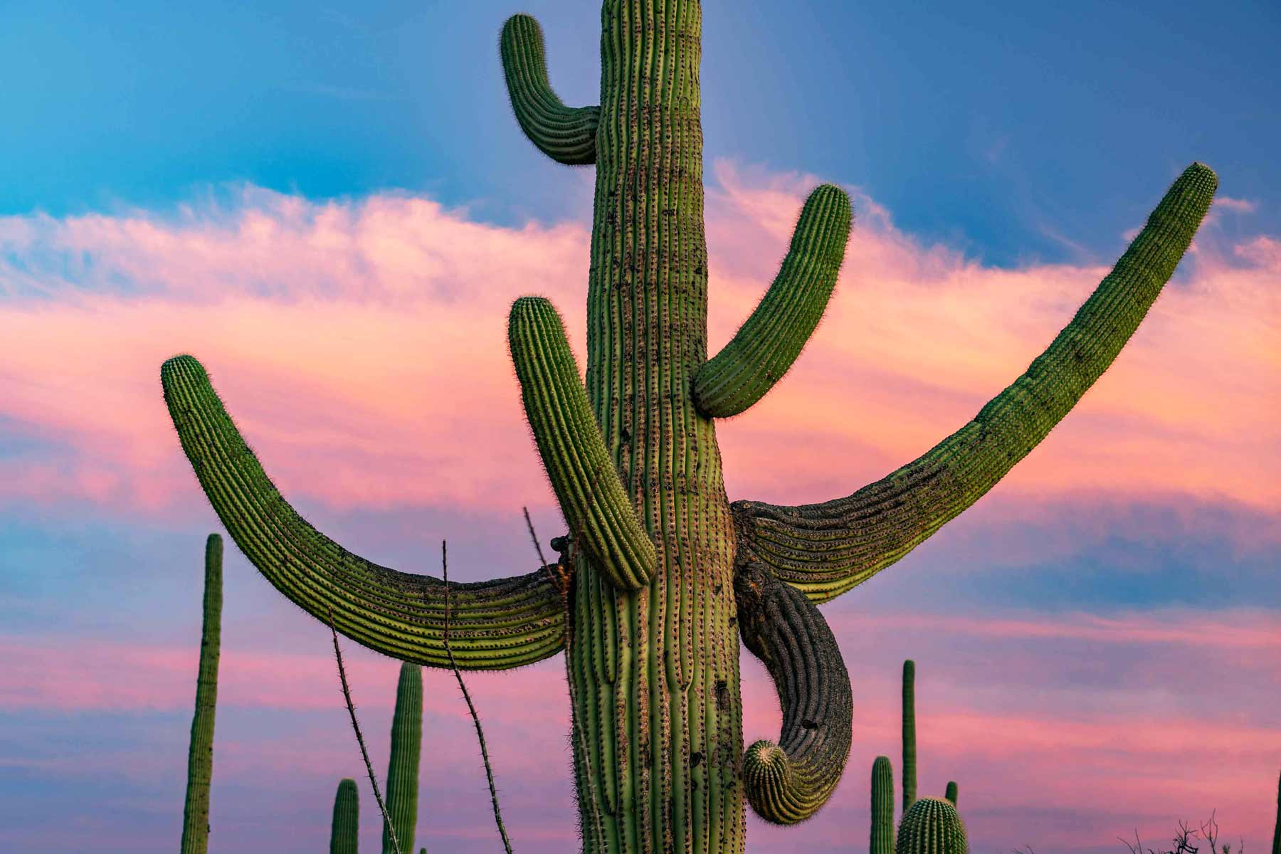 Saguaro National Park Wallpapers