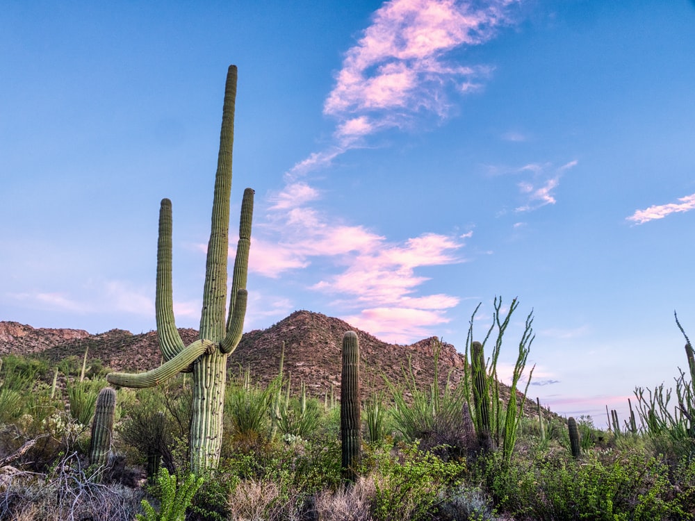 Saguaro National Park Wallpapers