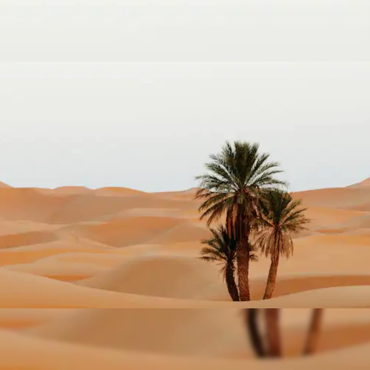 Sahara Desert In Scenery Night Wallpapers