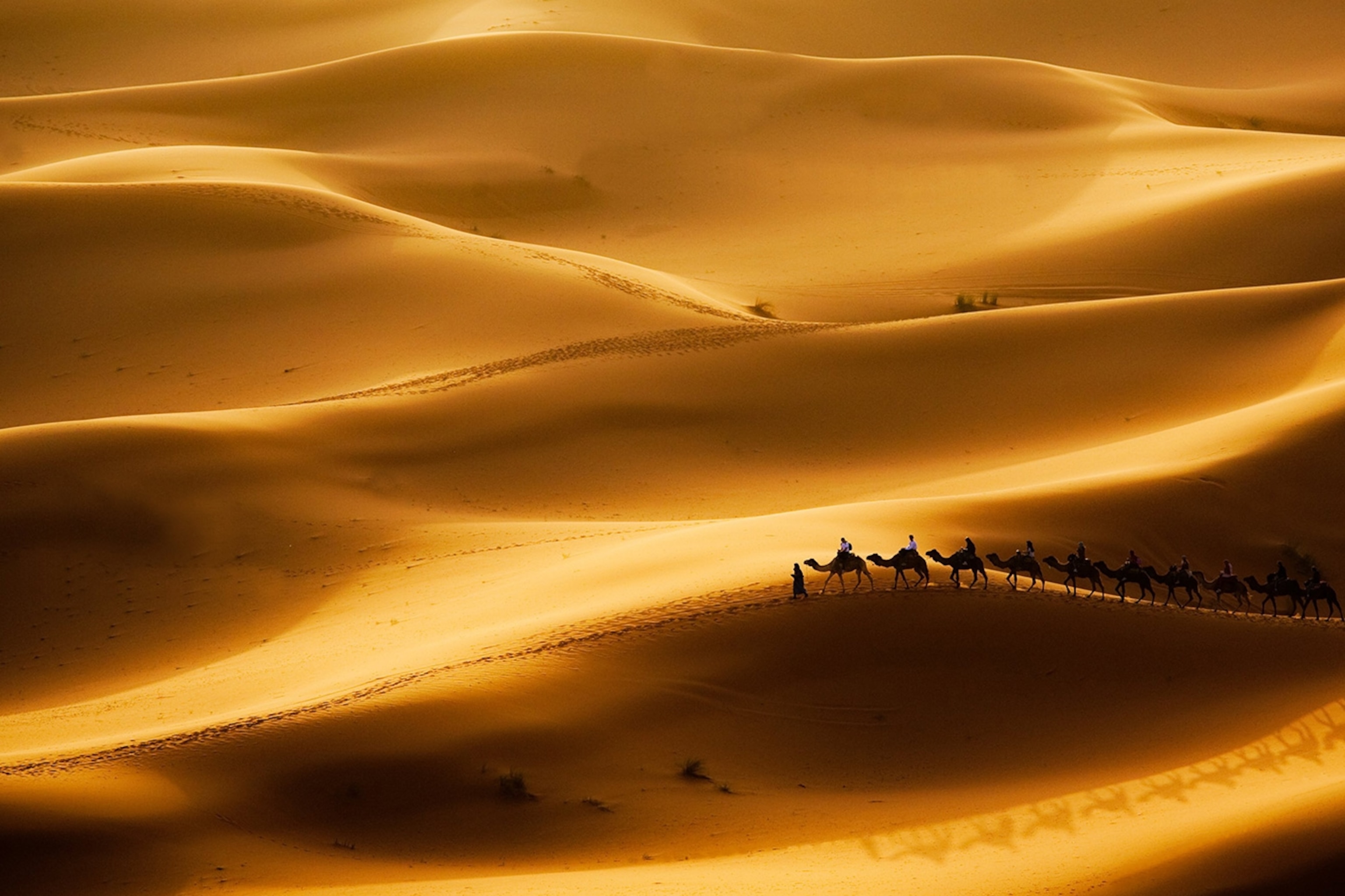 Sahara Desert In Summer Wallpapers