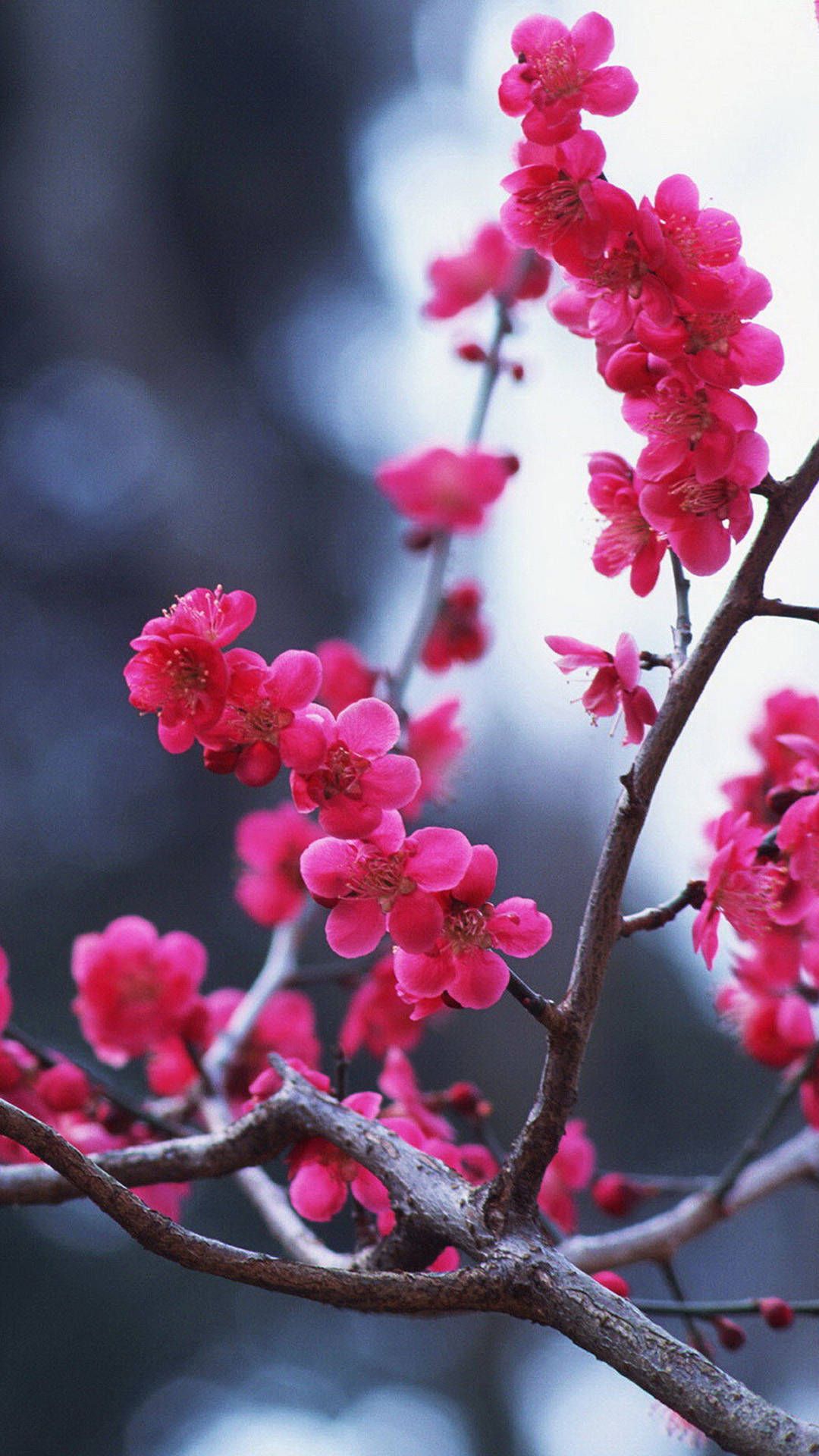 Sakura Flower Wallpapers