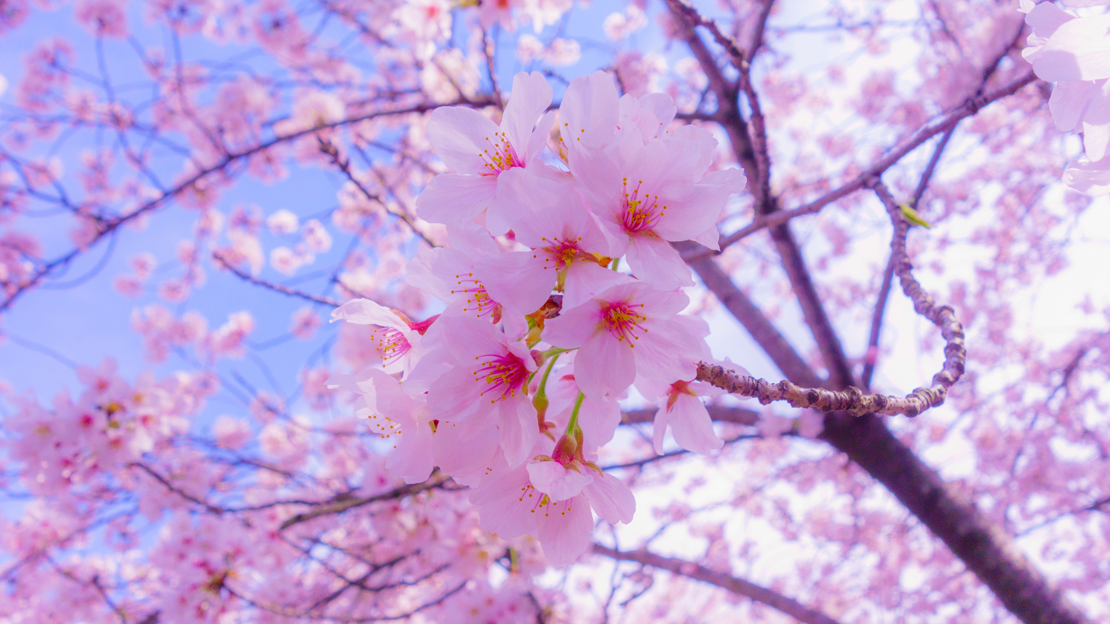 Sakura Flower Wallpapers