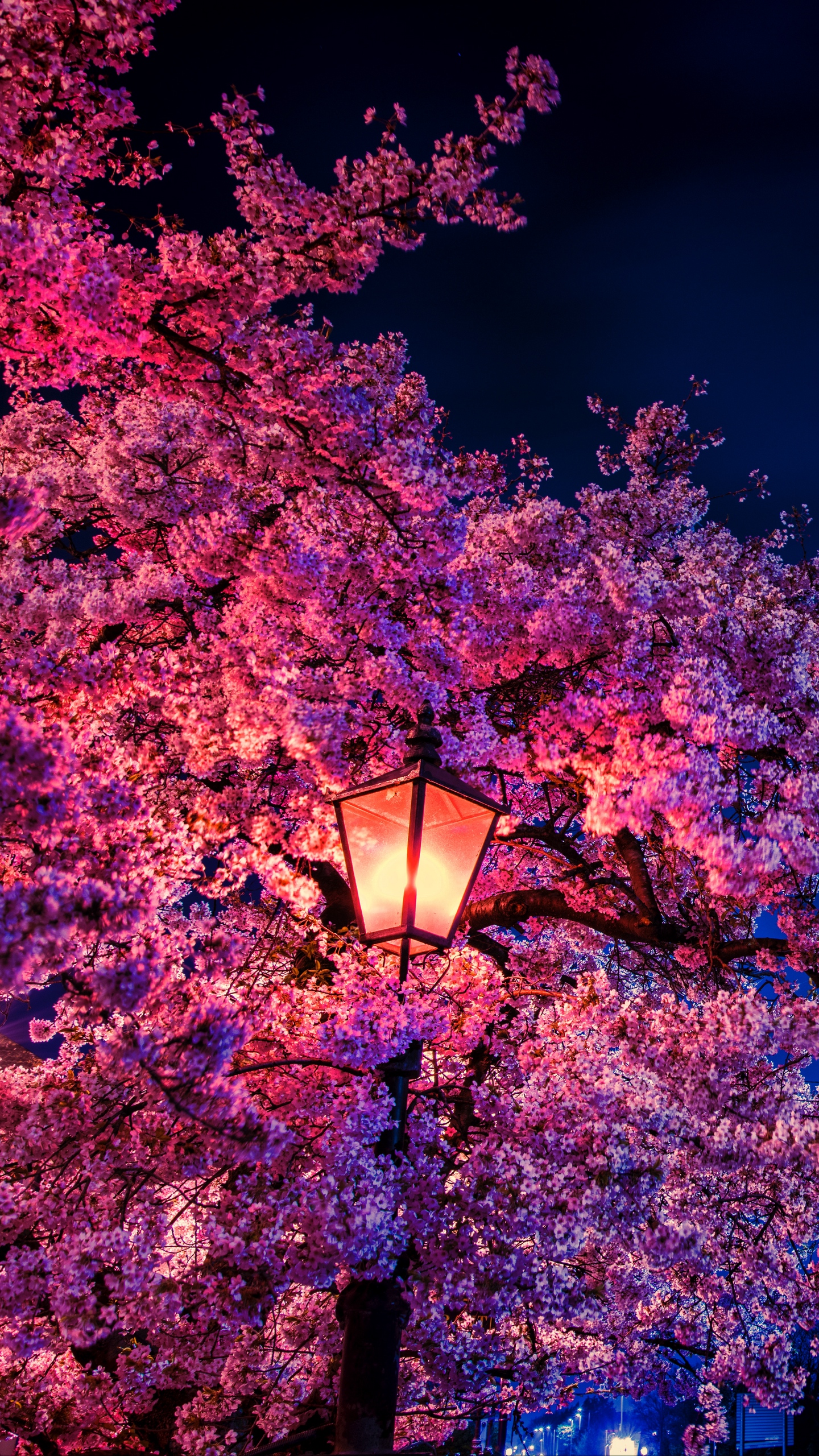 Sakura Flower Wallpapers