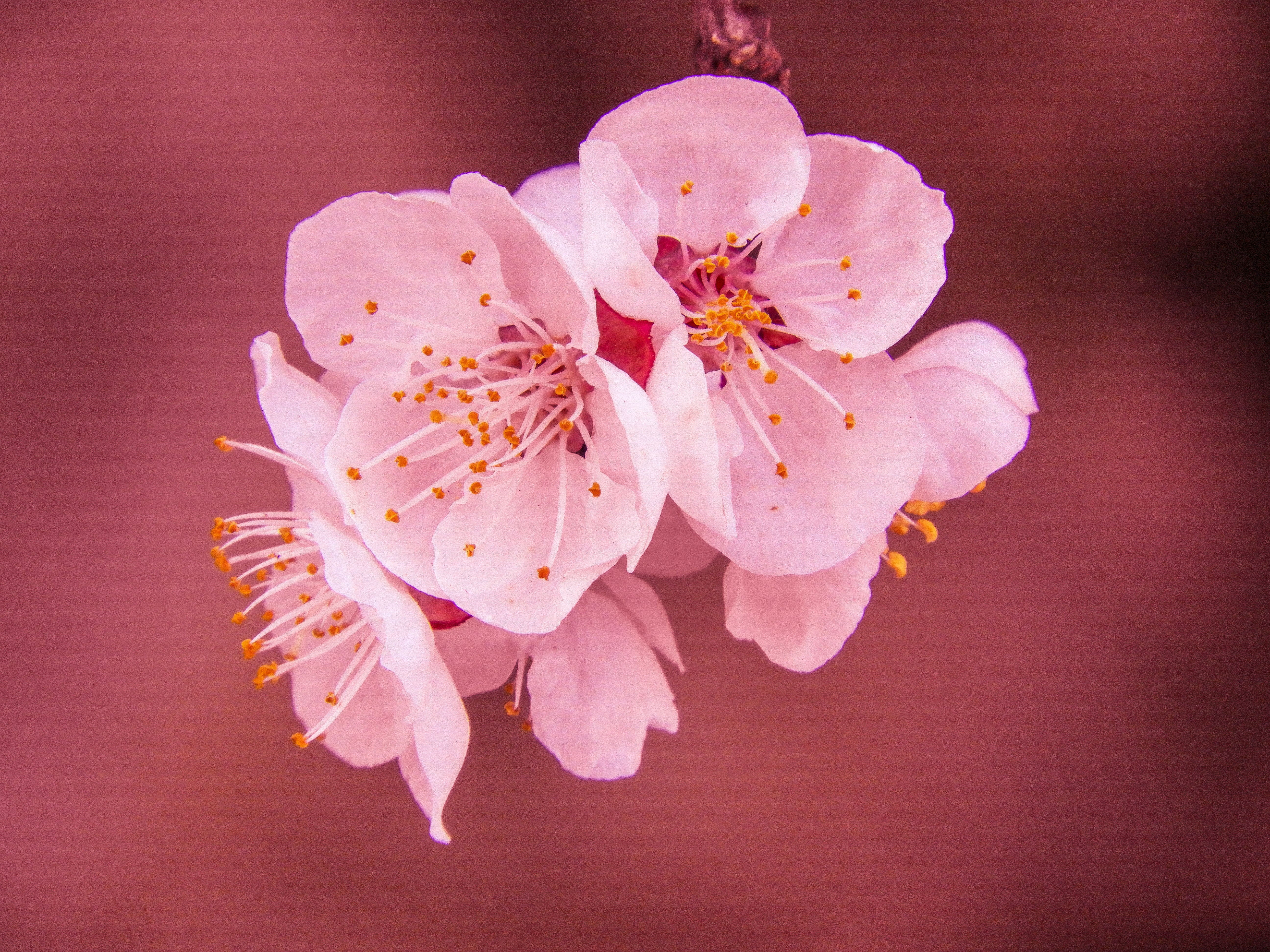 Sakura Flower Wallpapers