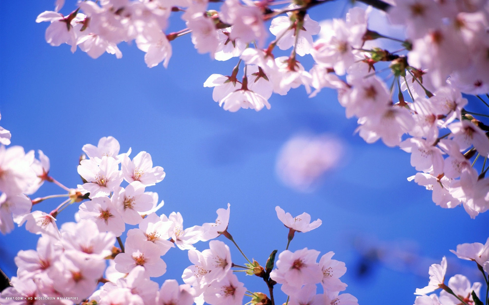 Sakura Flower Wallpapers