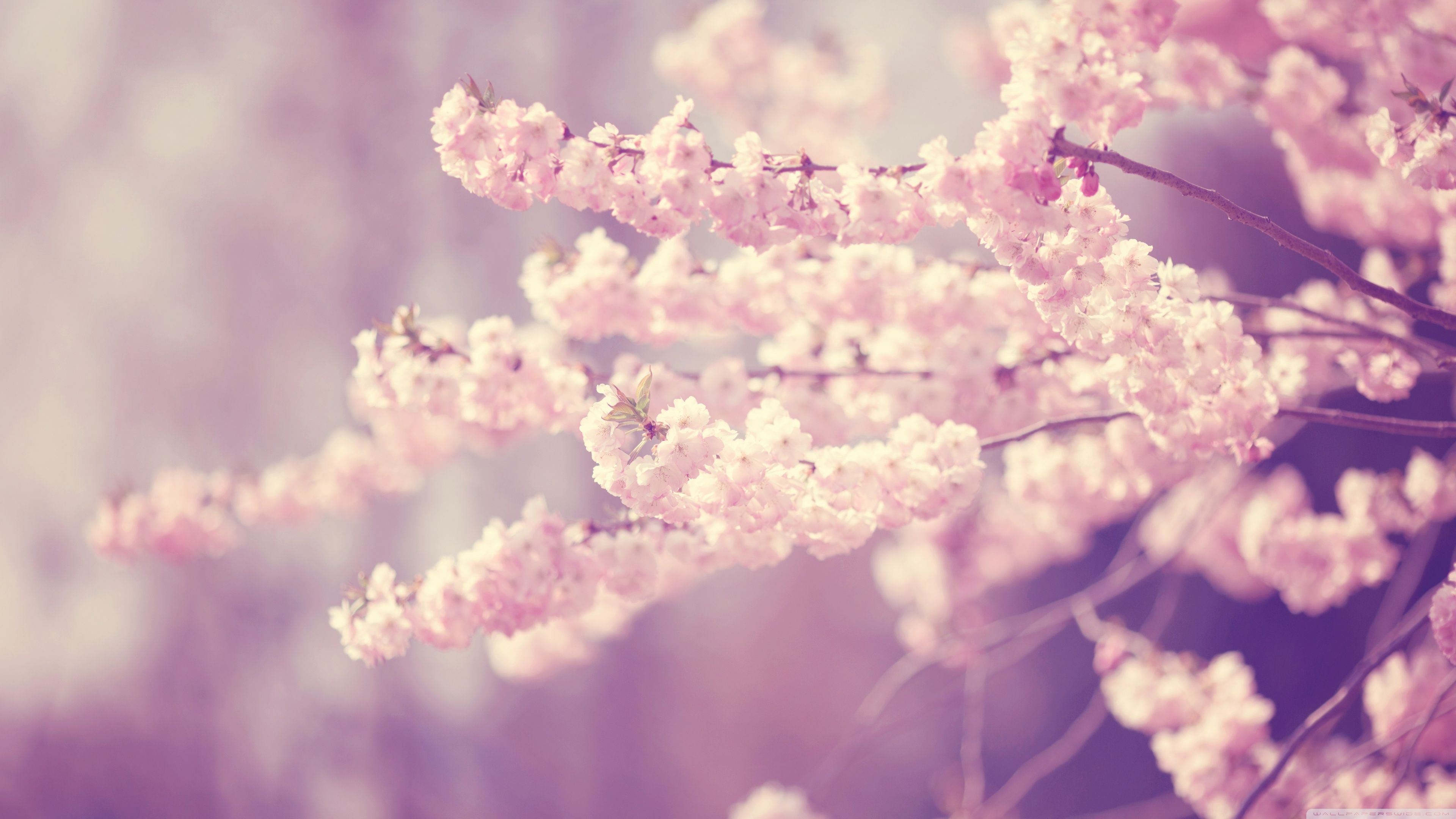 Sakura Flower Wallpapers