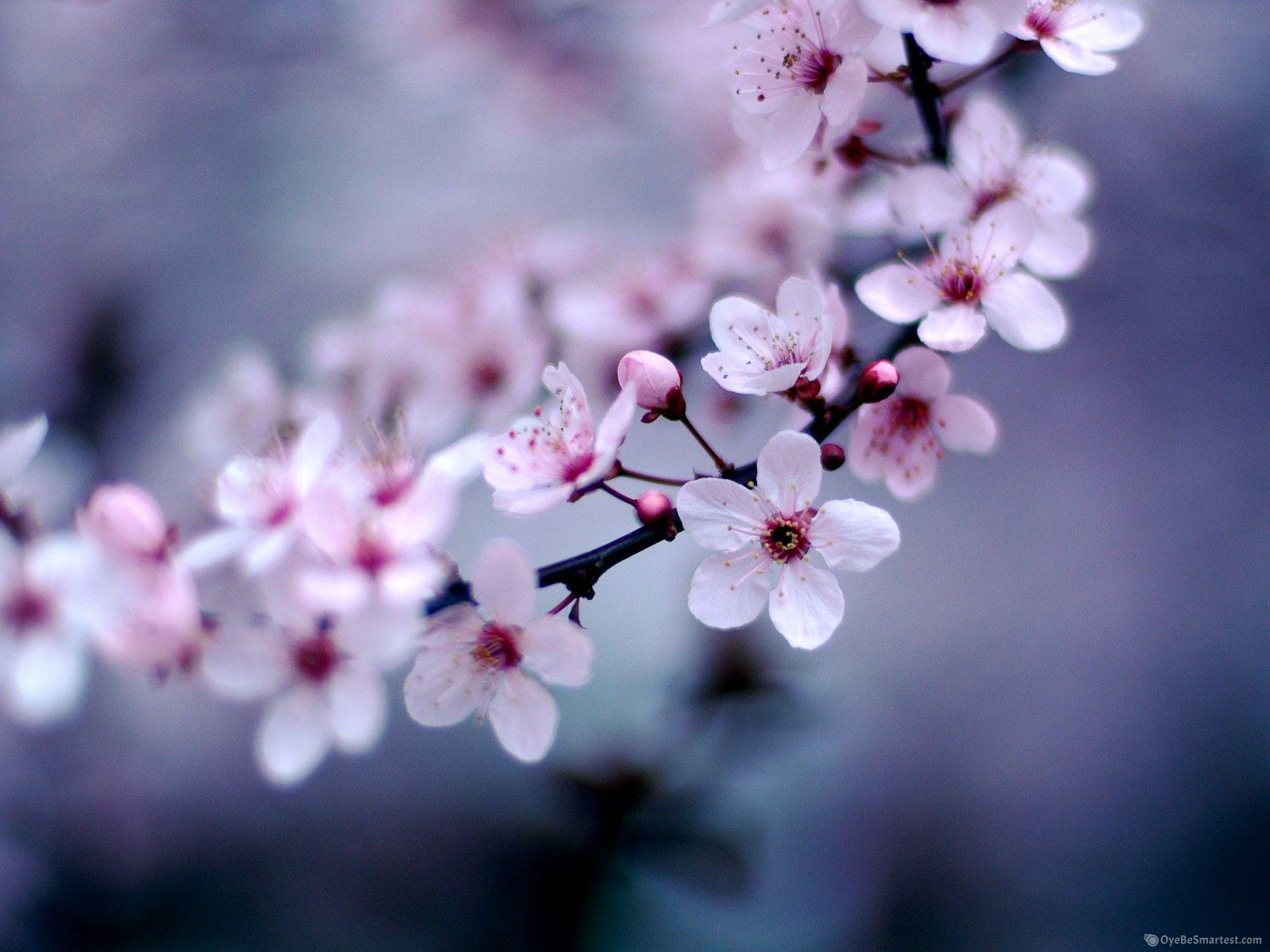 Sakura Flower Wallpapers