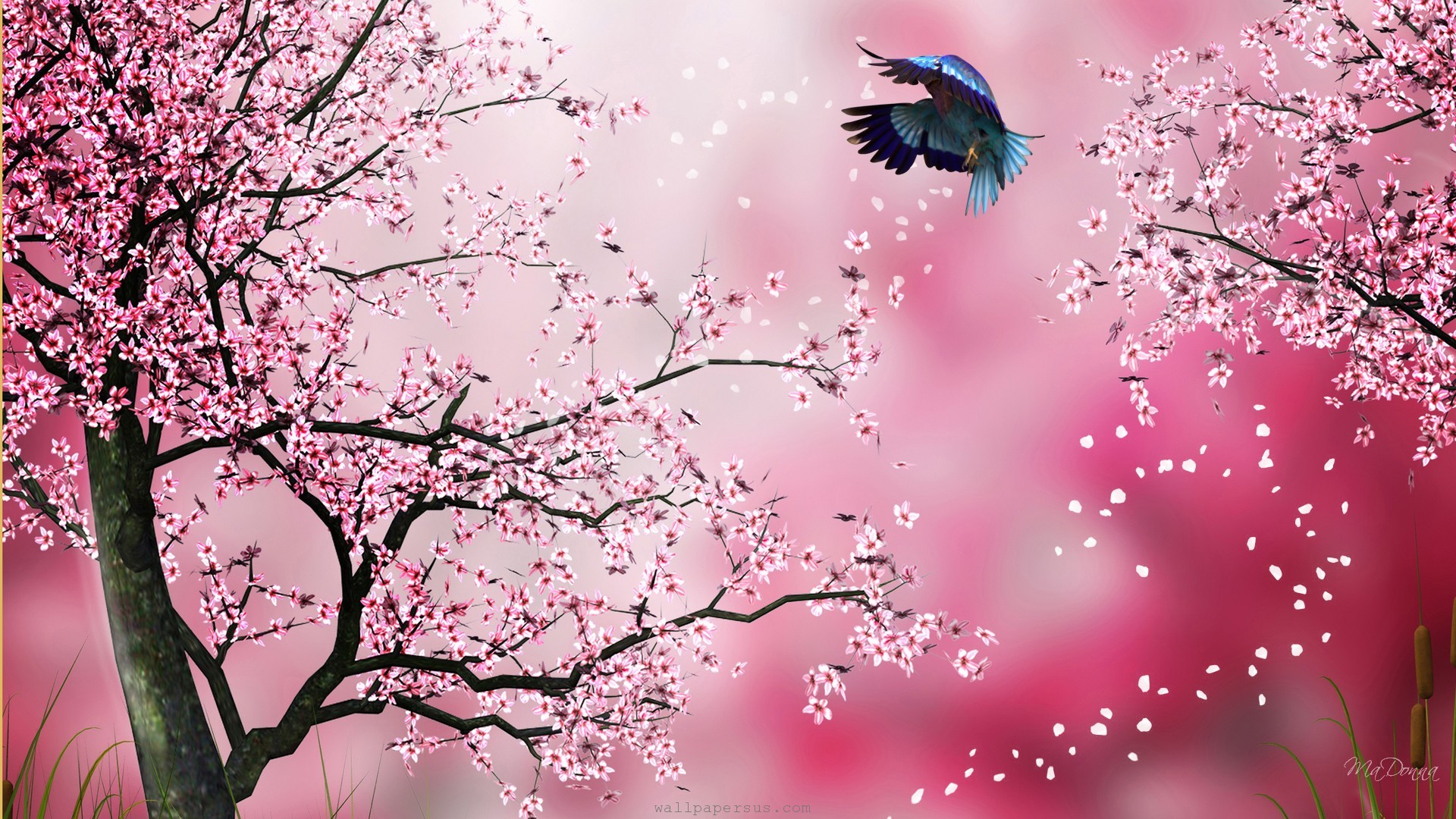 Sakura Flower Wallpapers