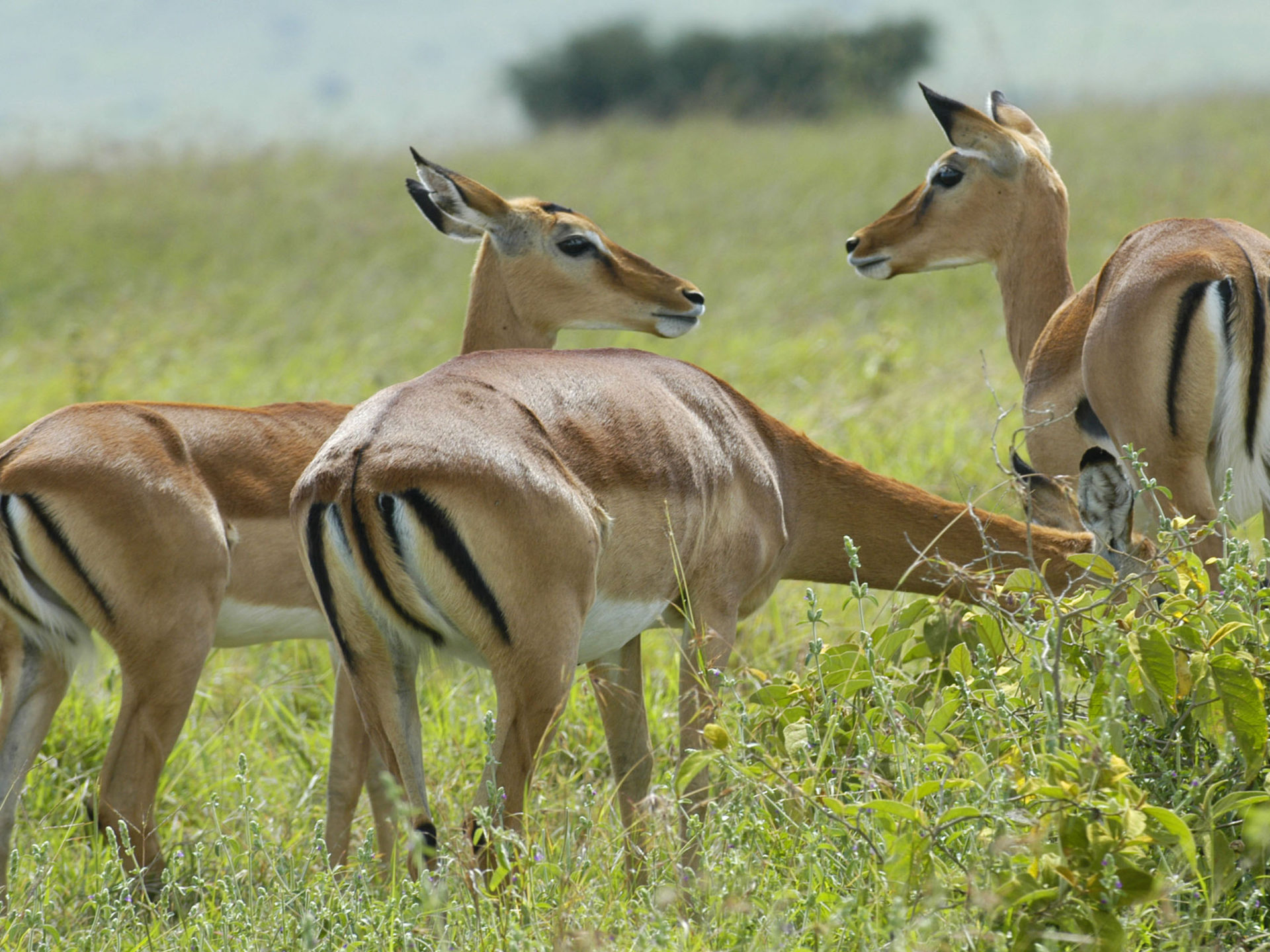 Savannah Kenya Wallpapers