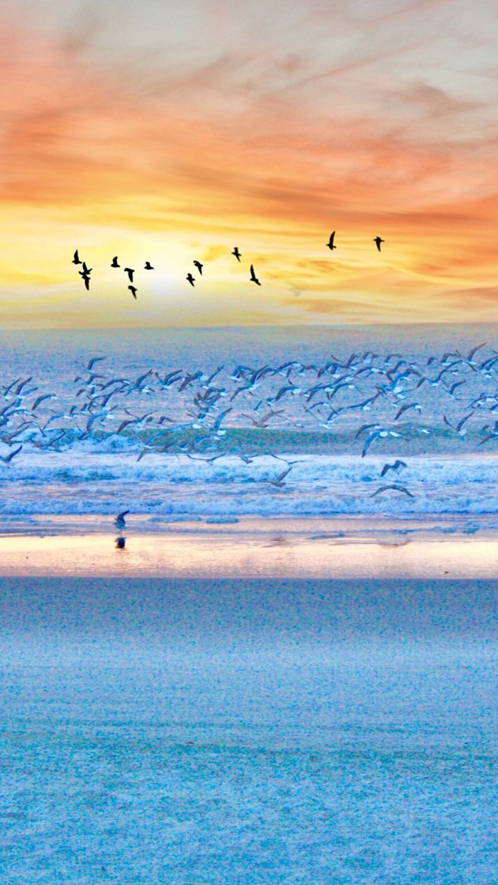 Sea Sunset Shore Birds Wallpapers