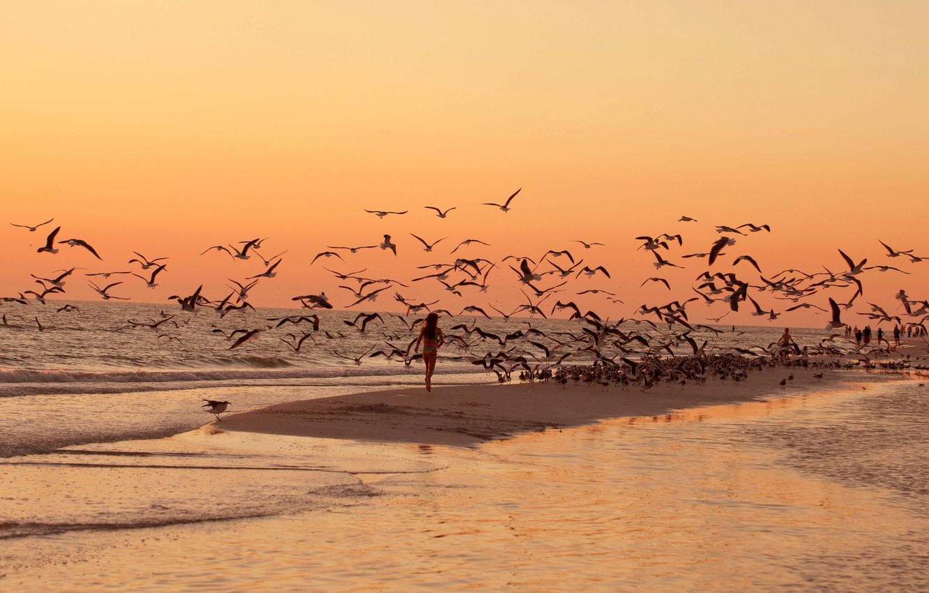 Sea Sunset Shore Birds Wallpapers