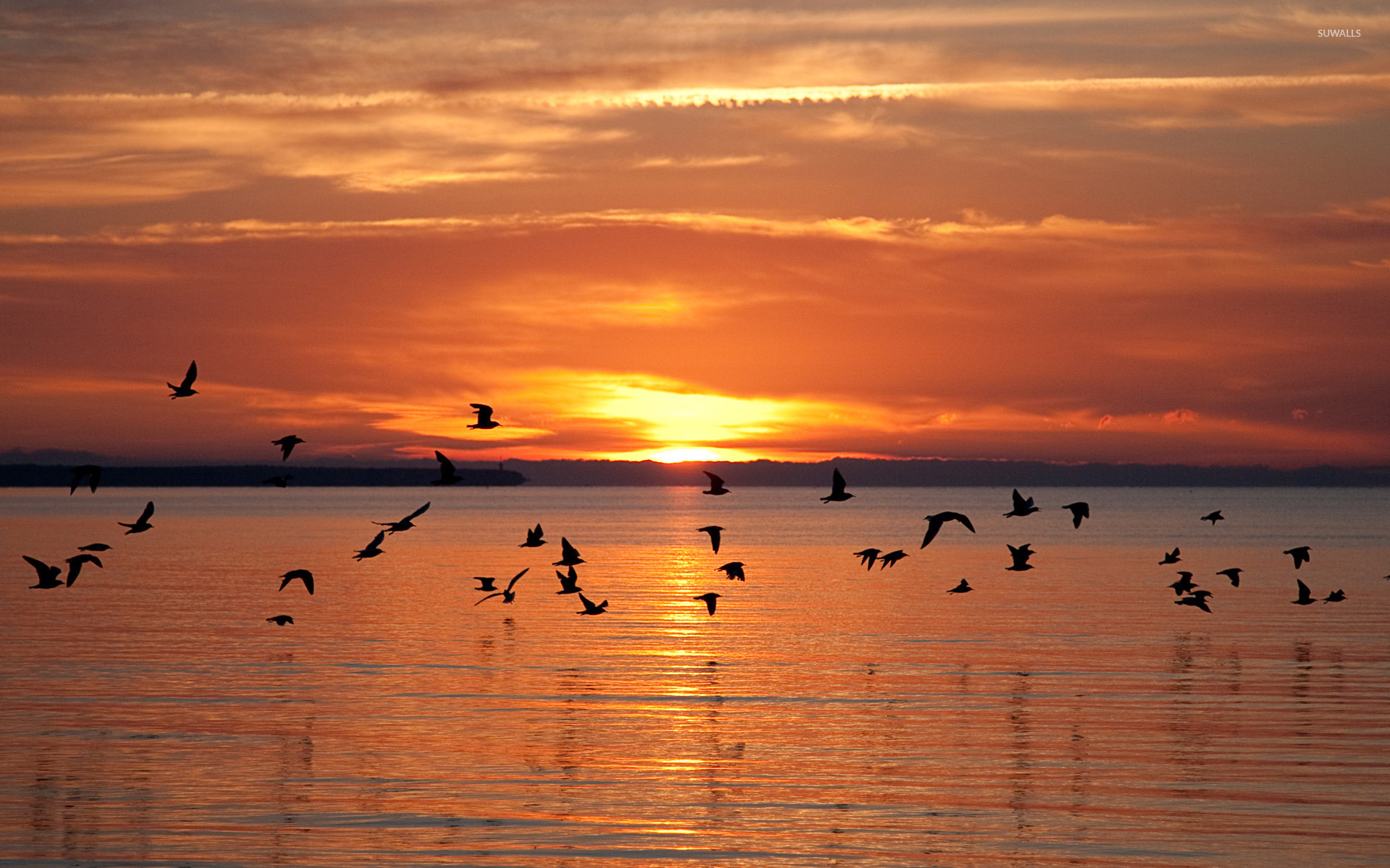 Sea Sunset Shore Birds Wallpapers