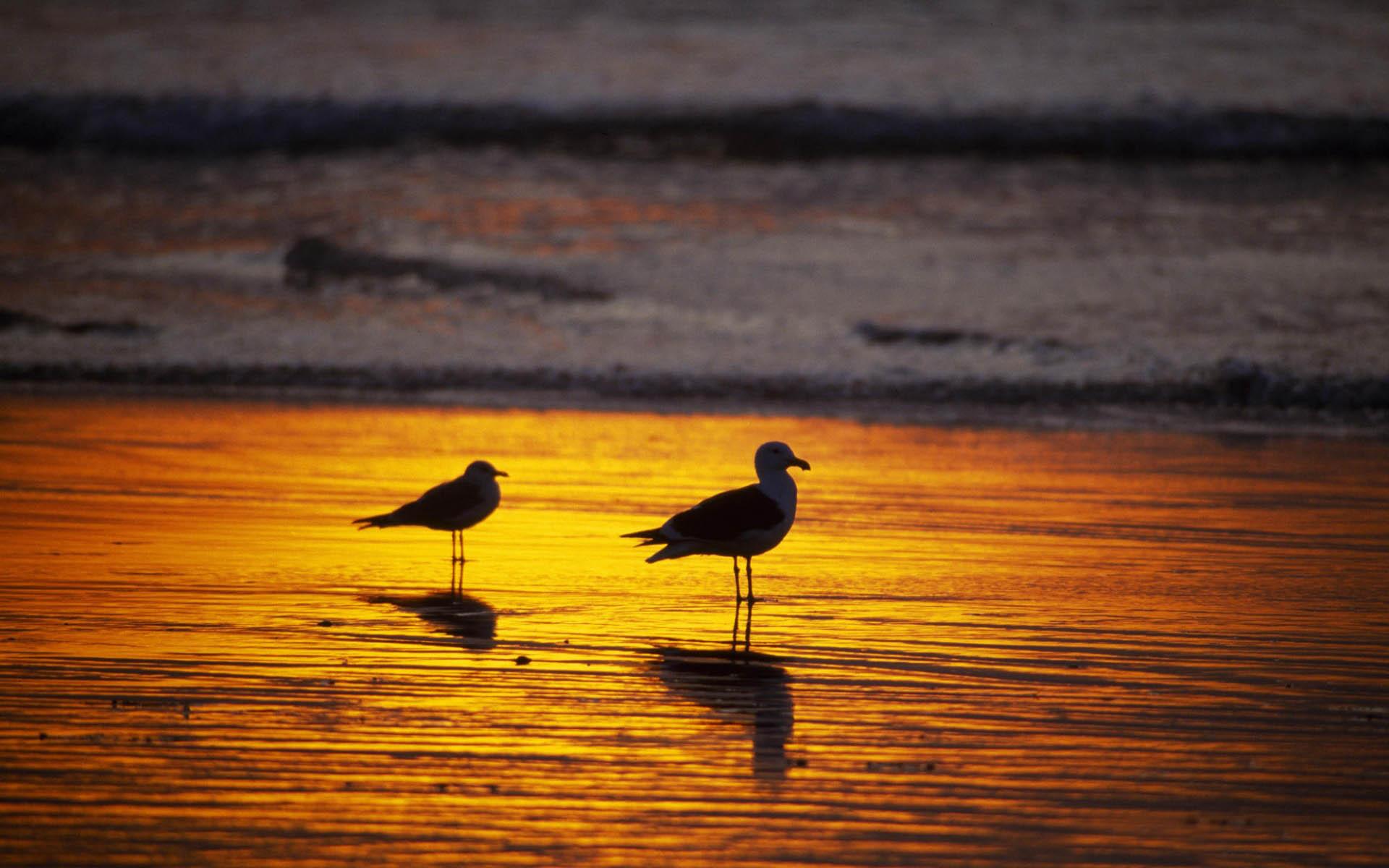 Sea Sunset Shore Birds Wallpapers