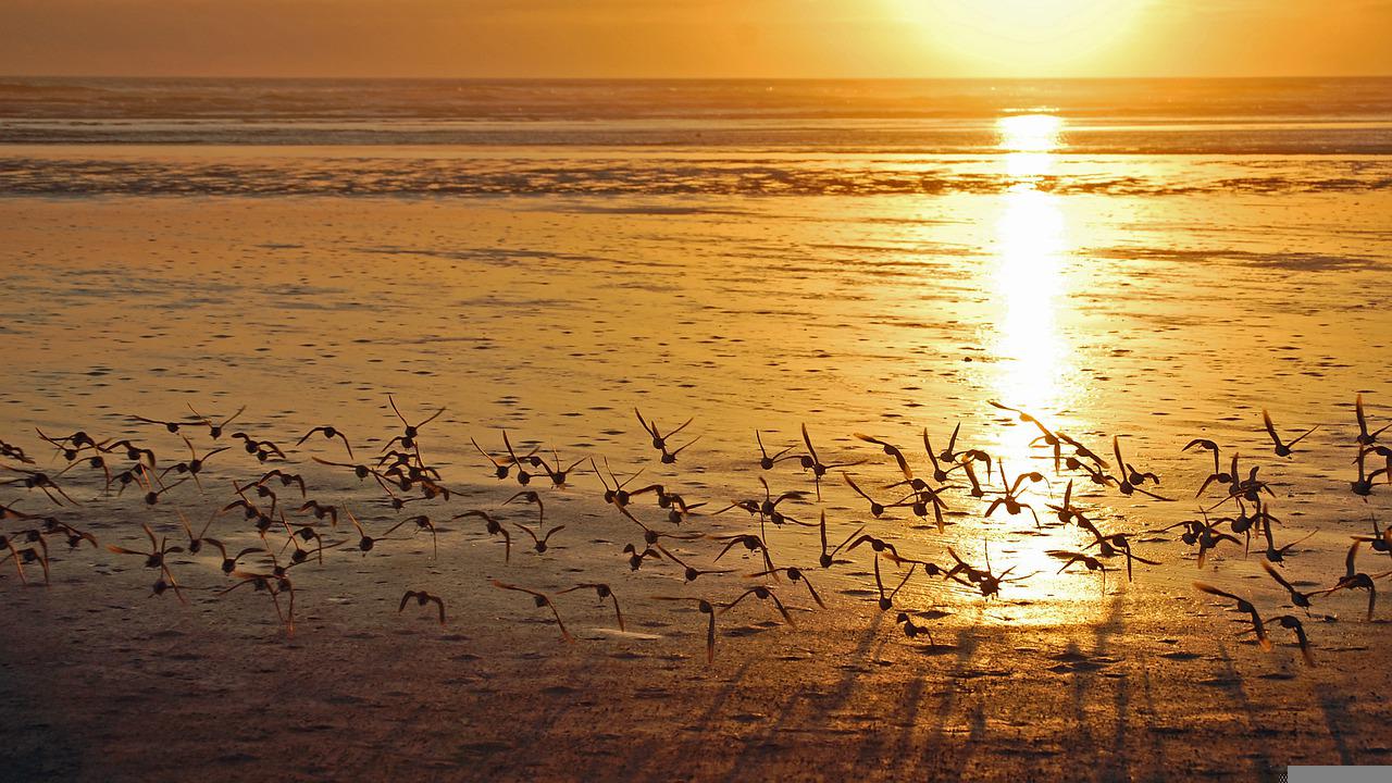 Sea Sunset Shore Birds Wallpapers