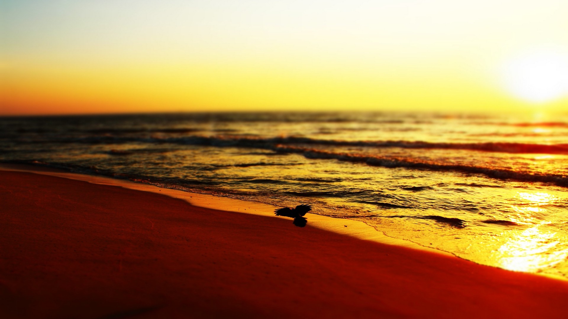 Sea Sunset Shore Birds Wallpapers