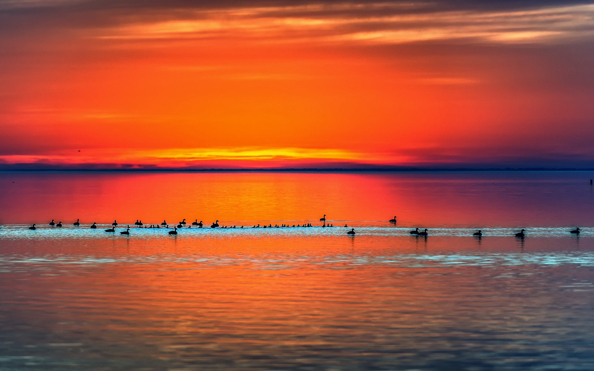 Sea Sunset Shore Birds Wallpapers