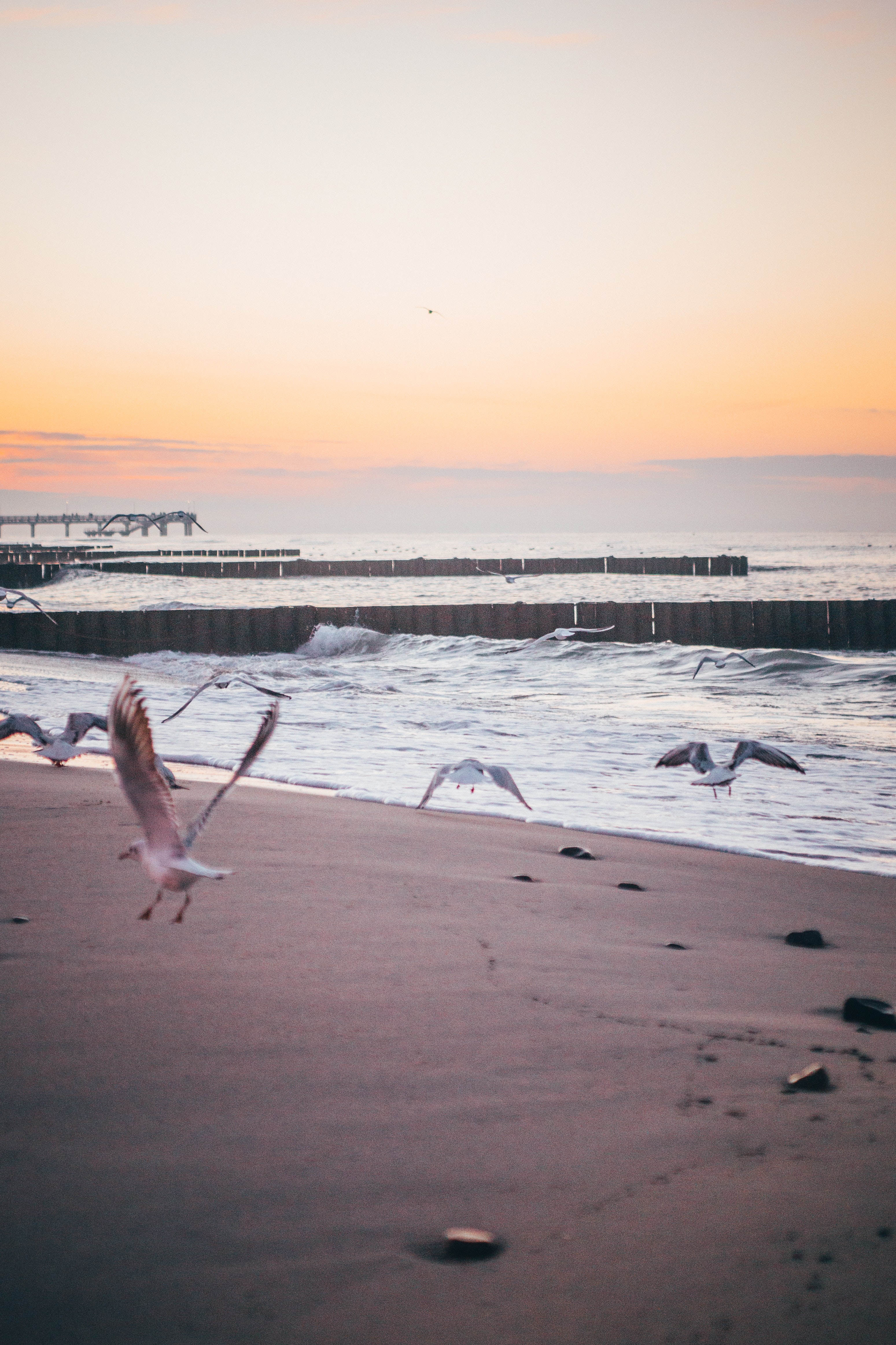 Sea Sunset Shore Birds Wallpapers