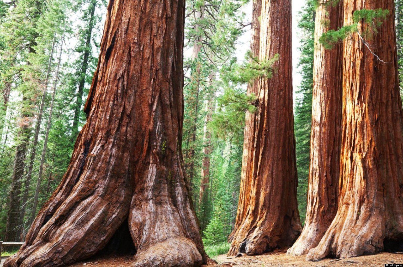 Sequoia National Park Wallpapers