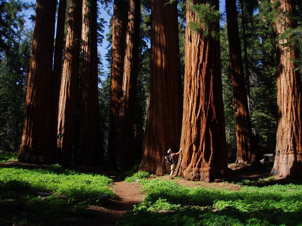 Sequoia National Park Wallpapers