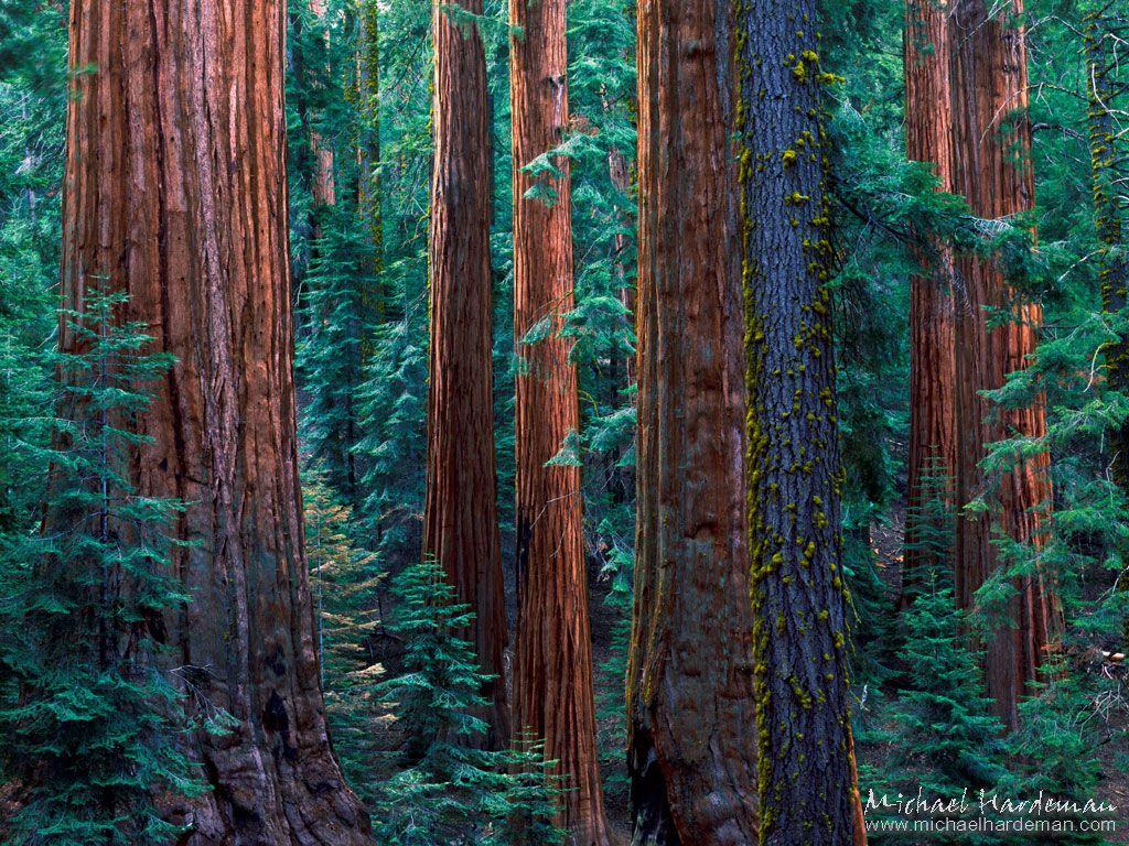 Sequoia National Park Wallpapers