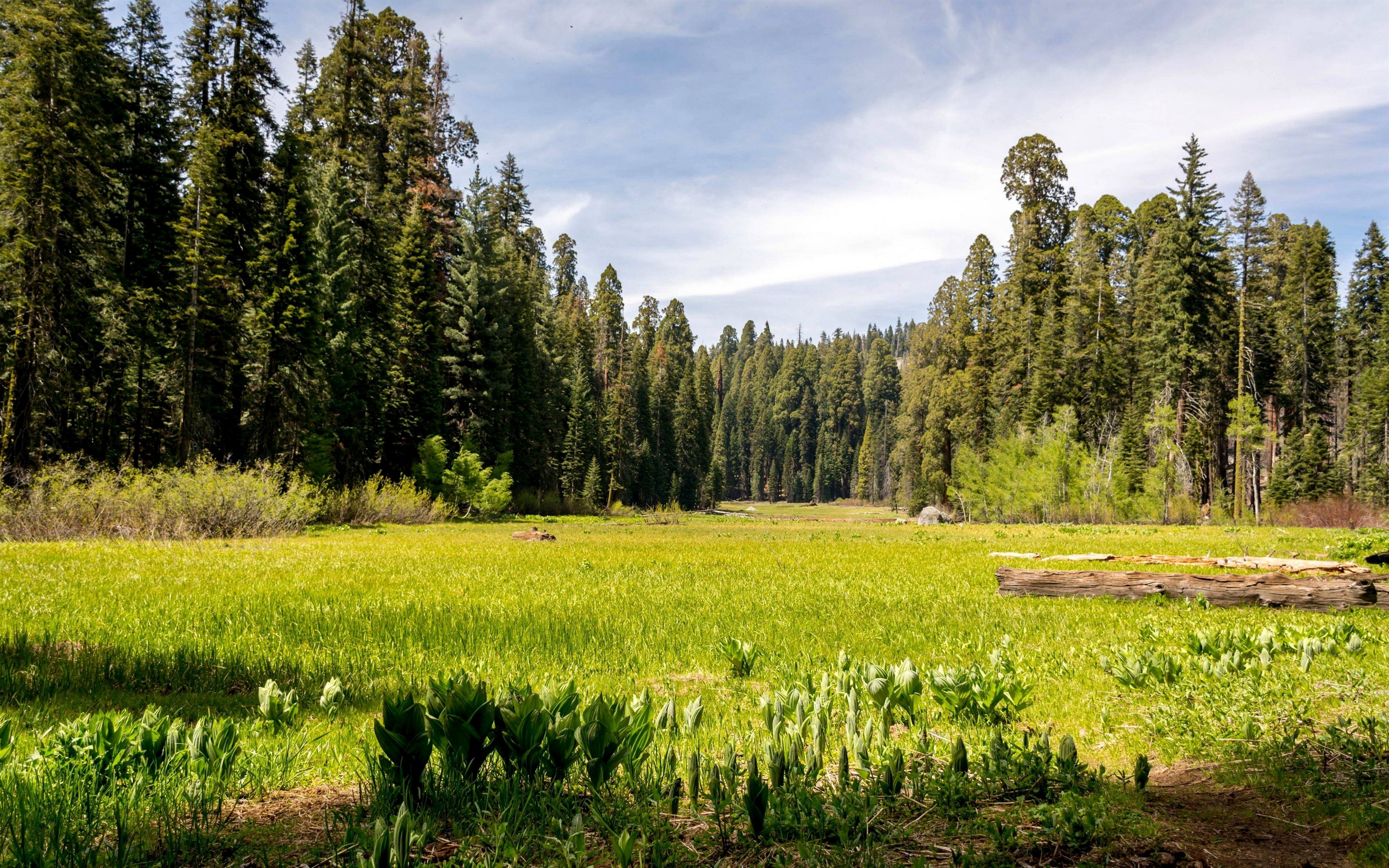 Sequoia National Park Wallpapers