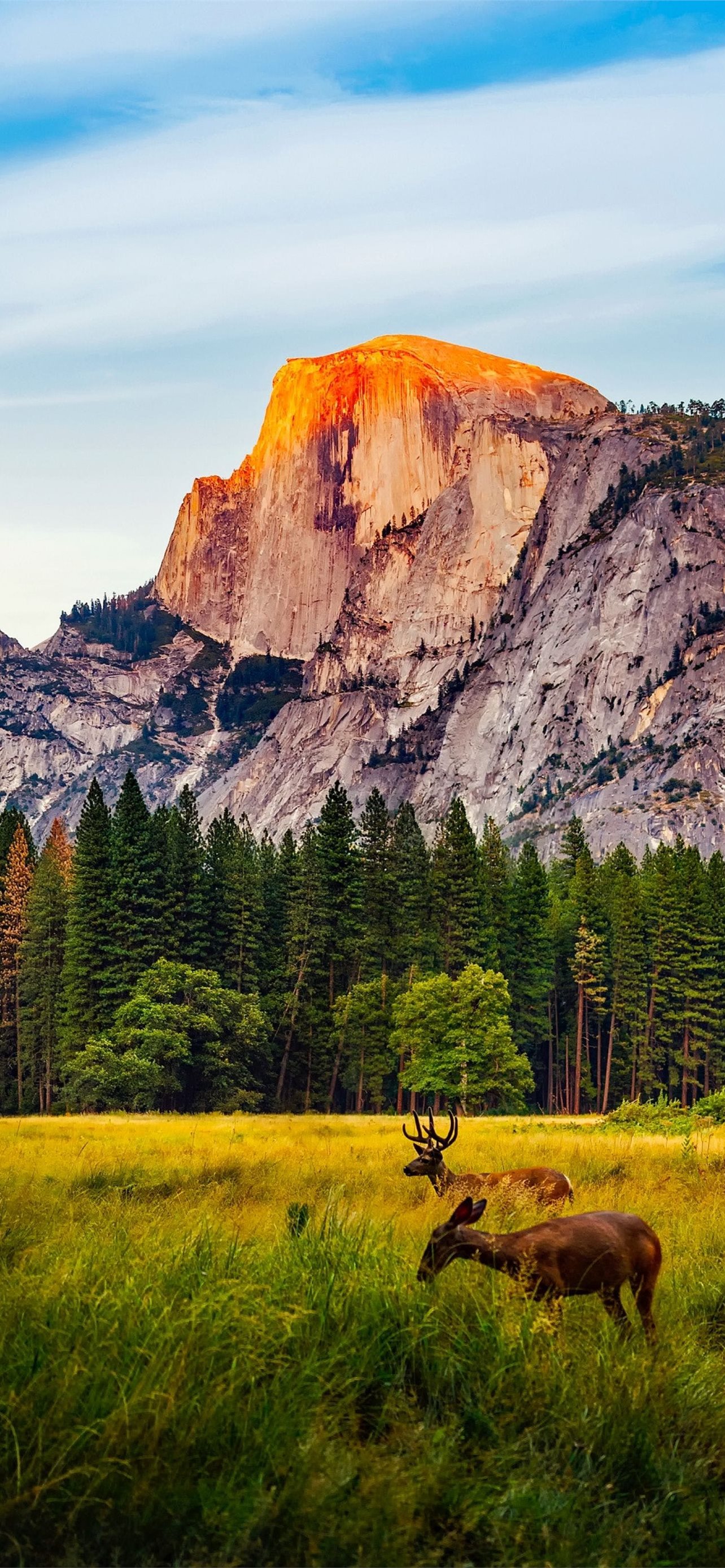 Sequoia National Park Wallpapers