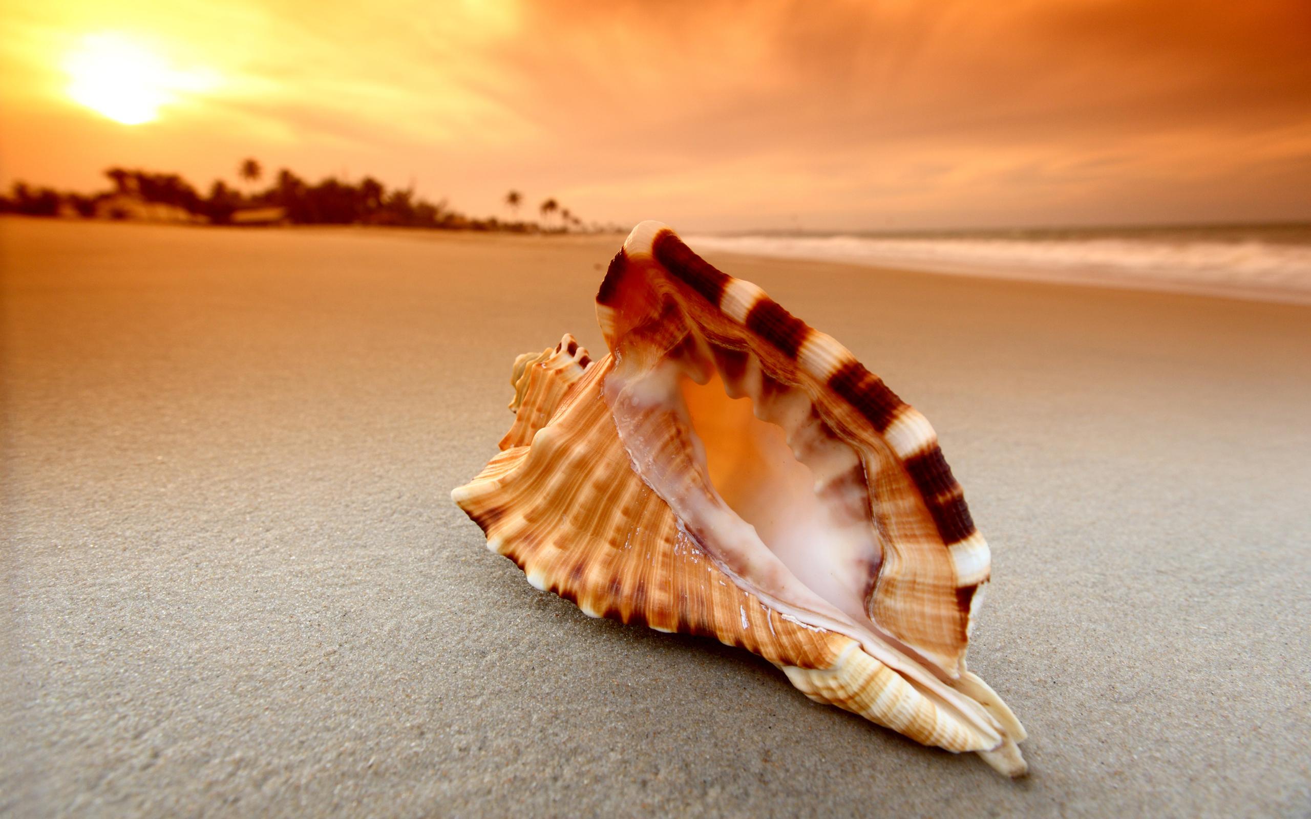 Shell Wallpapers