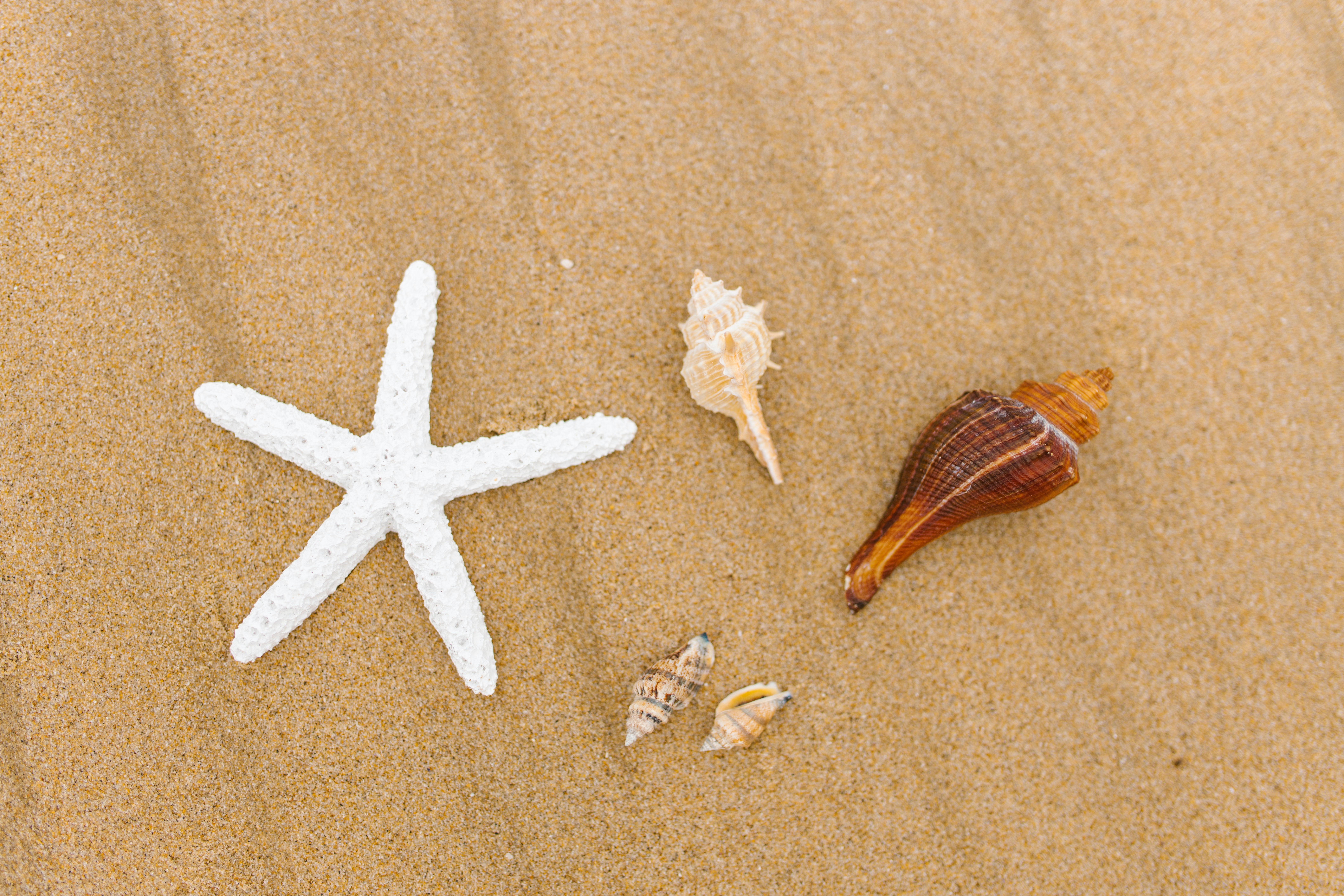Shell And Starfish In Sand Wallpapers