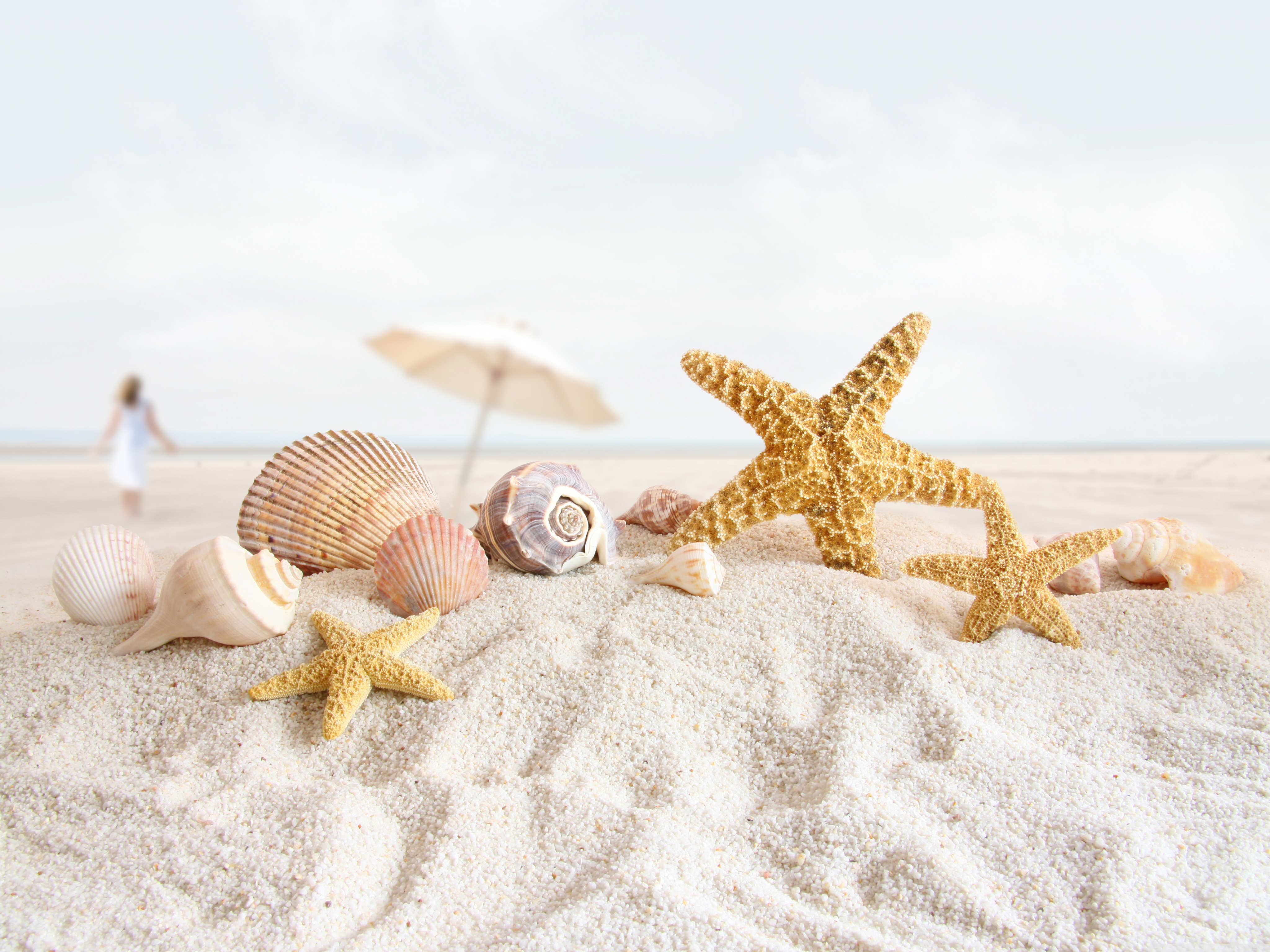 Shell And Starfish In Sand Wallpapers