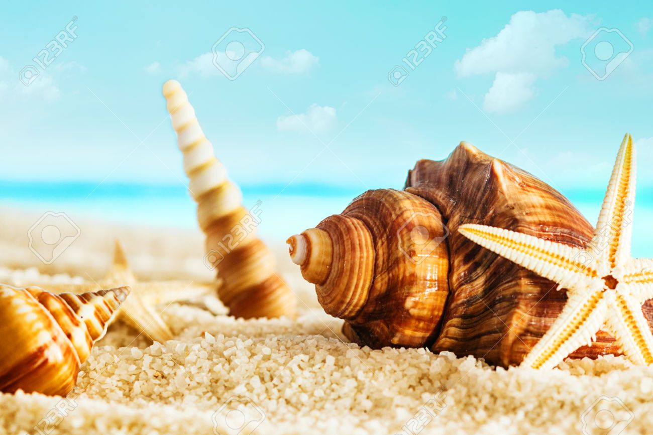 Shell And Starfish In Sand Wallpapers