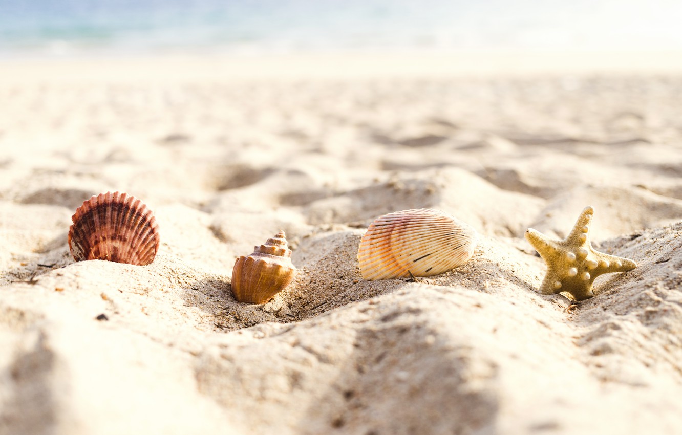 Shell And Starfish In Sand Wallpapers