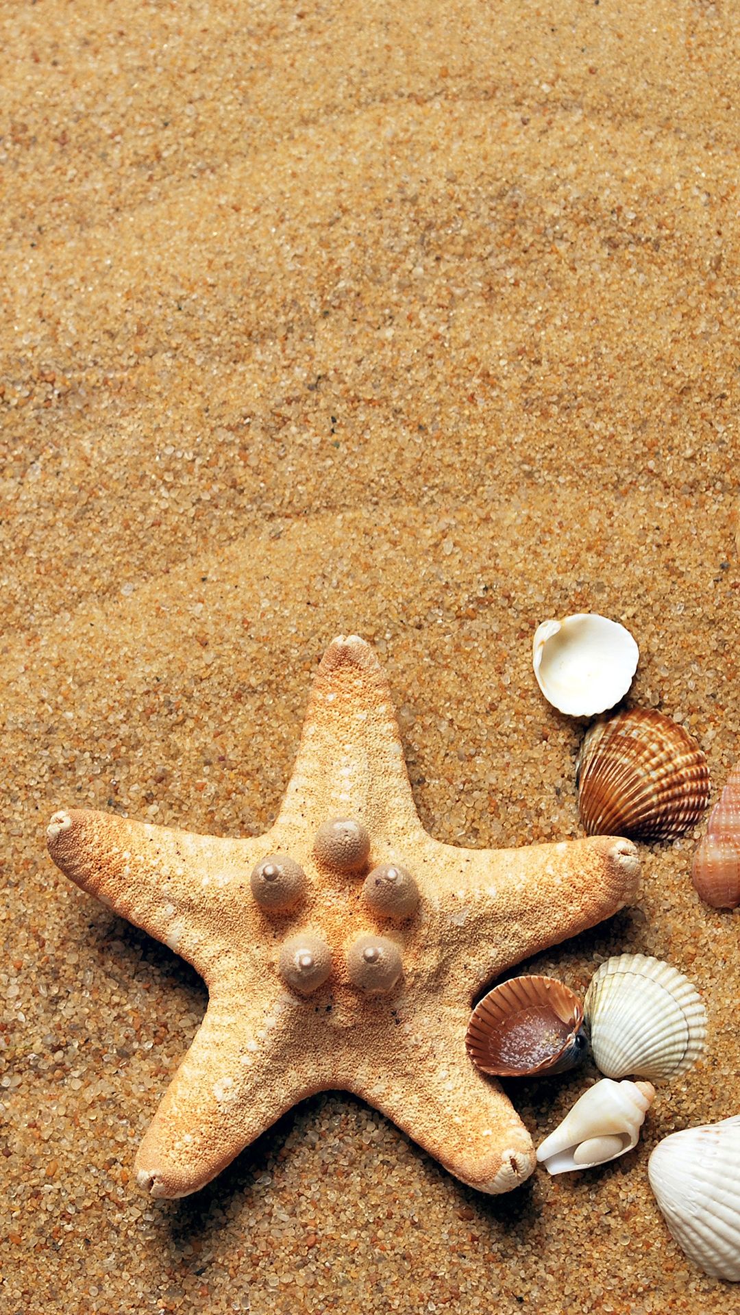 Shell And Starfish In Sand Wallpapers