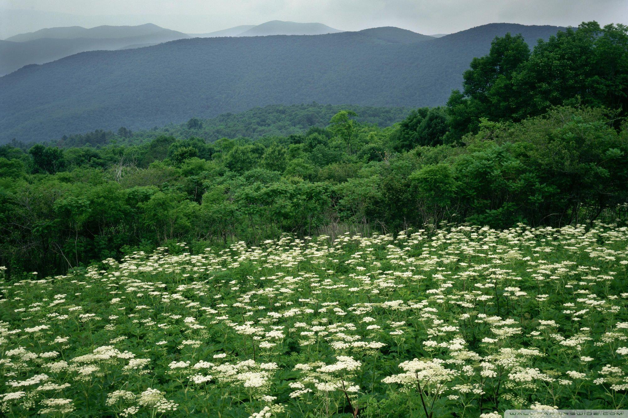 Shenandoah National Park Wallpapers