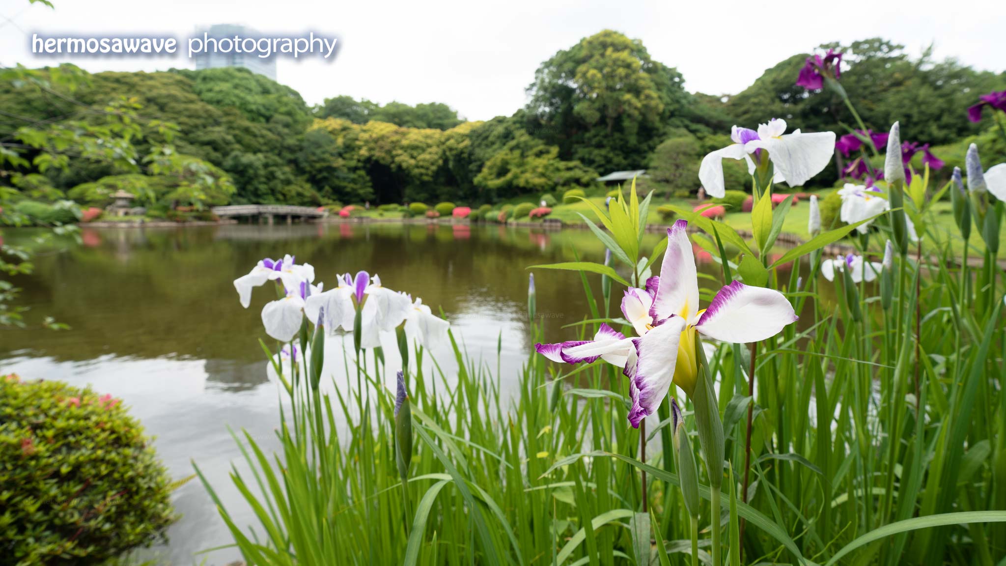 Shinjuku Gyoen Wallpapers